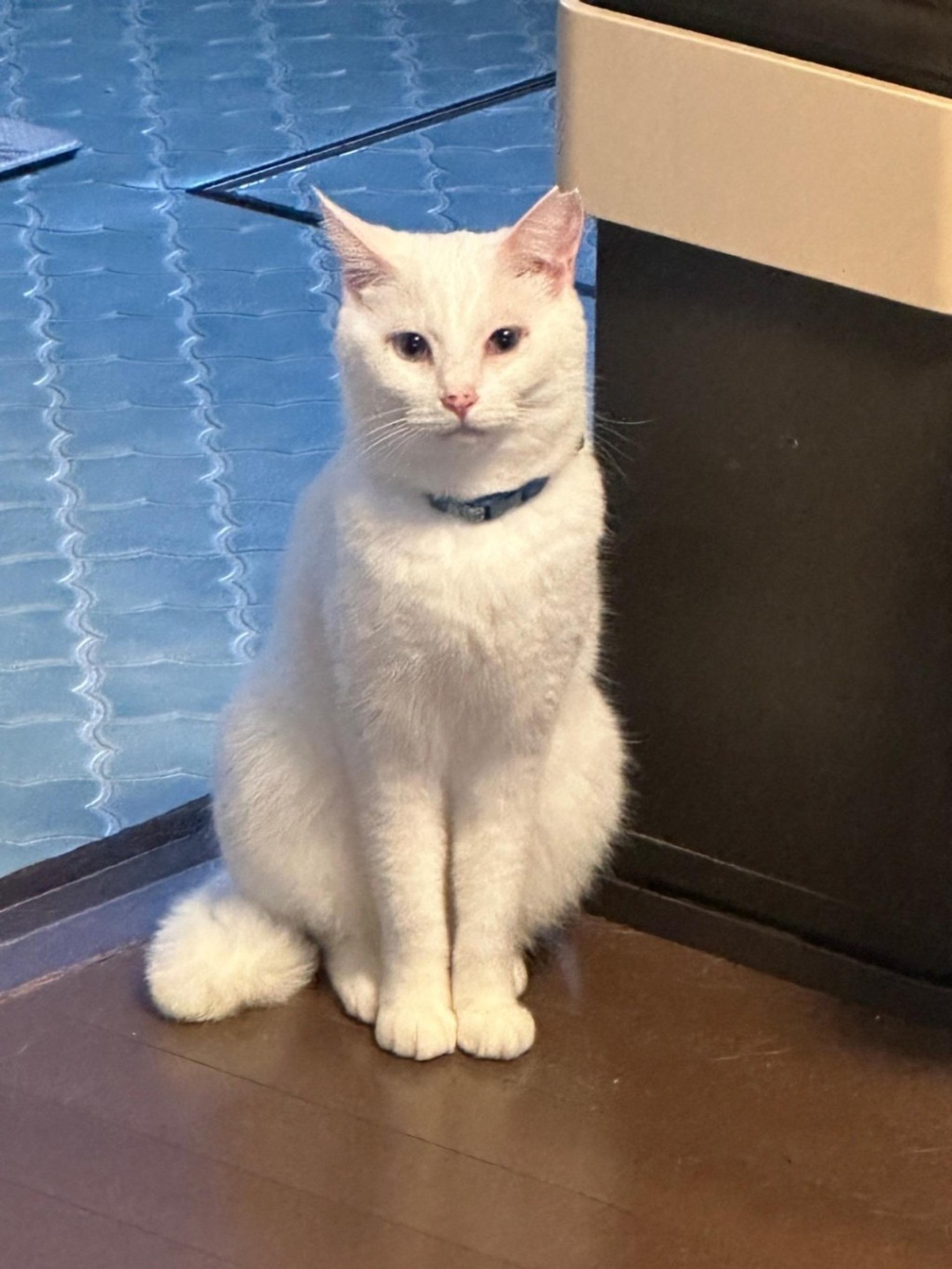 pet-image-6