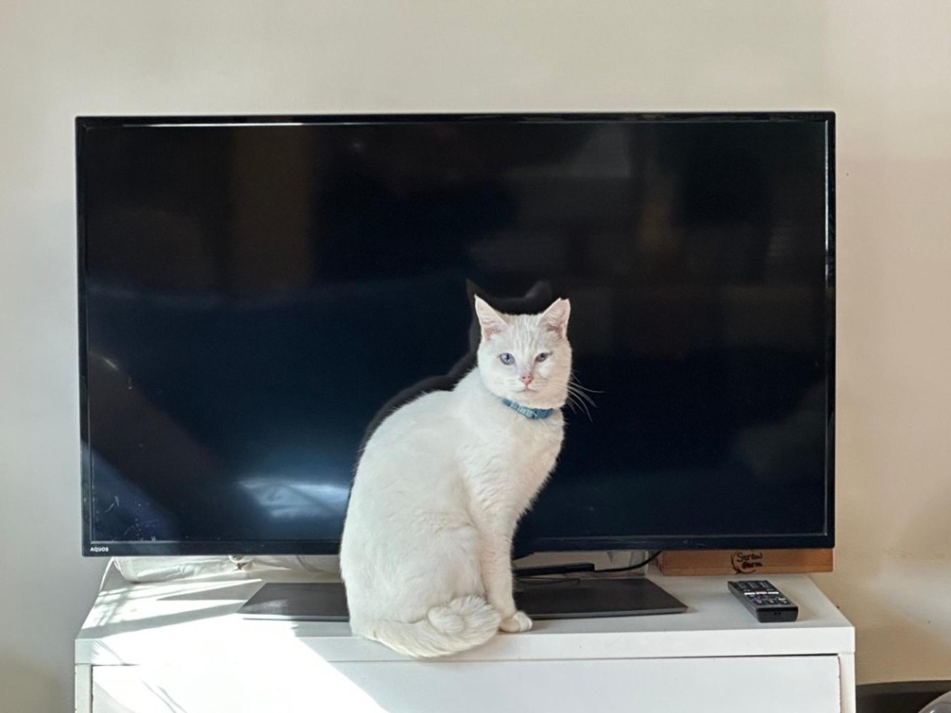 pet-image-7