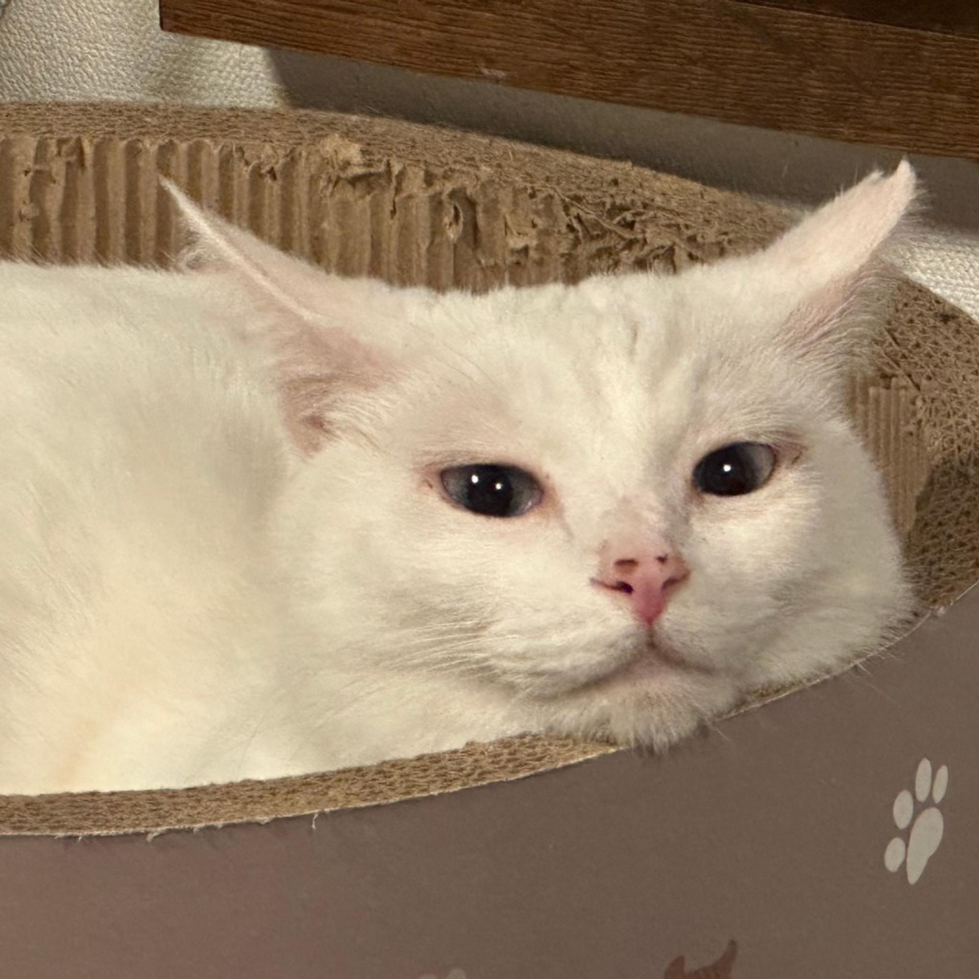 pet-image-8