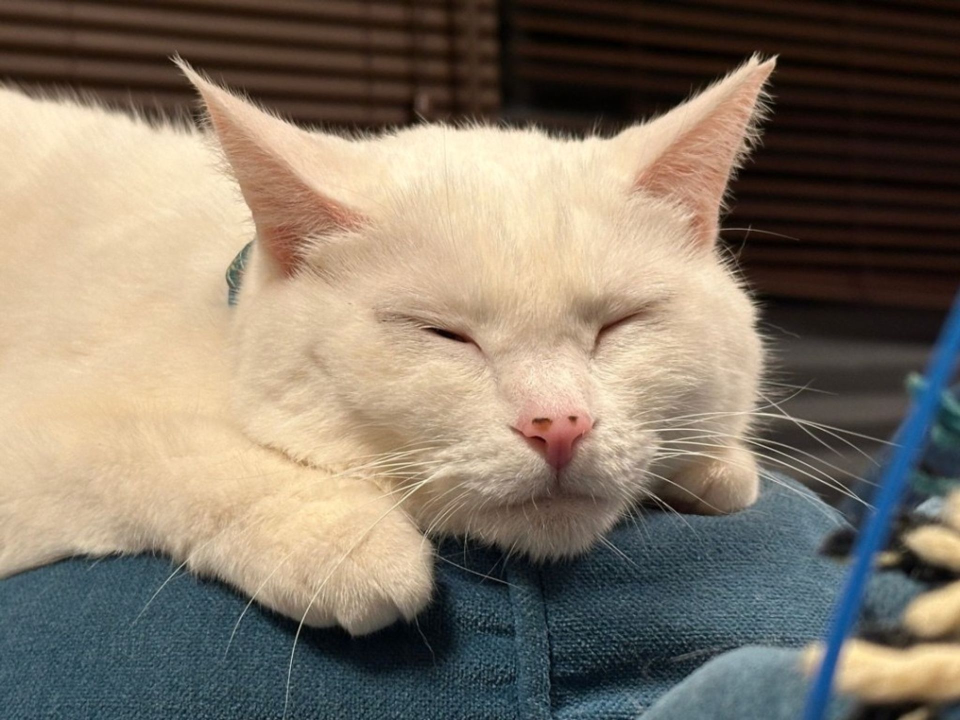 雑種（ミックス猫）・メスの里親募集の写真