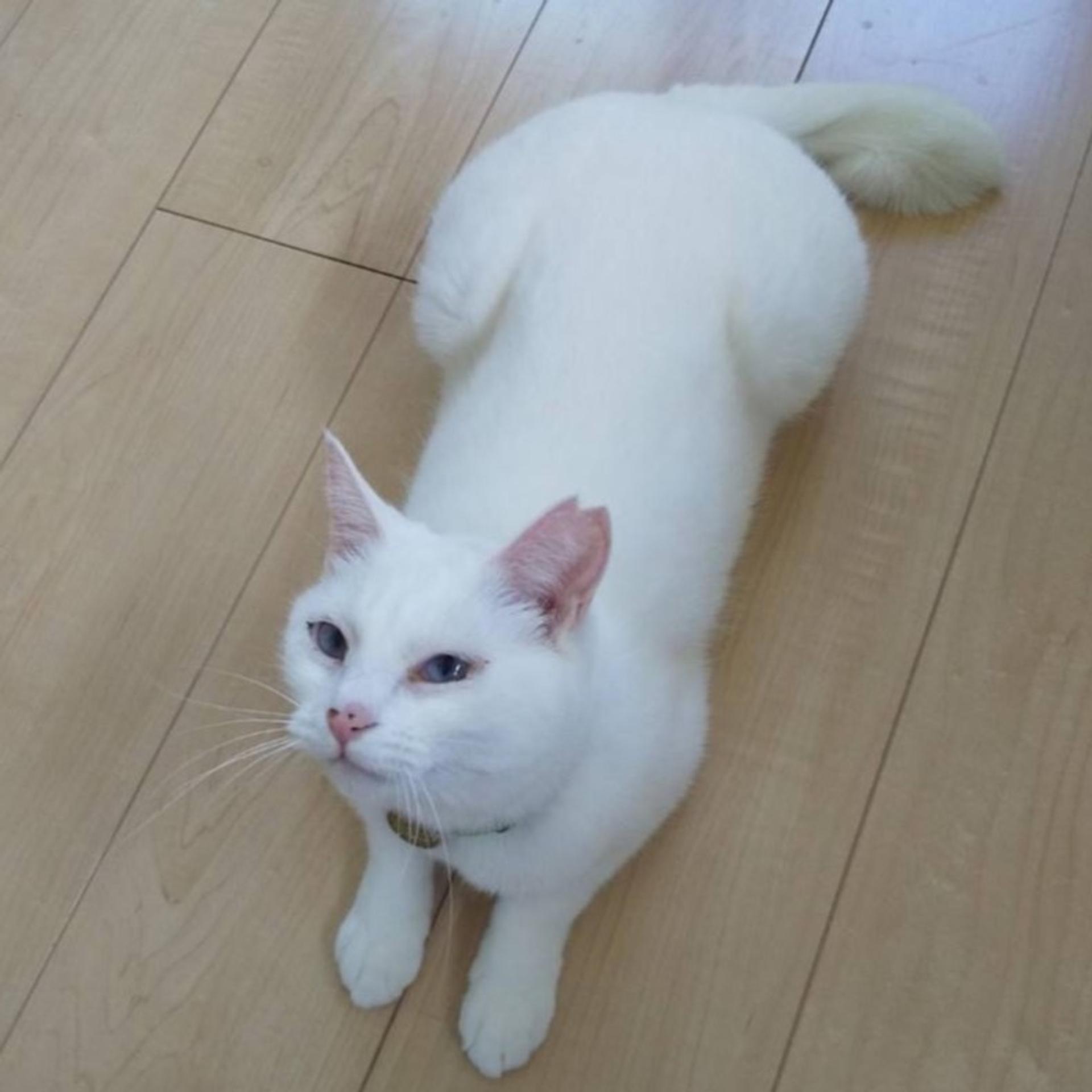 pet-image-9