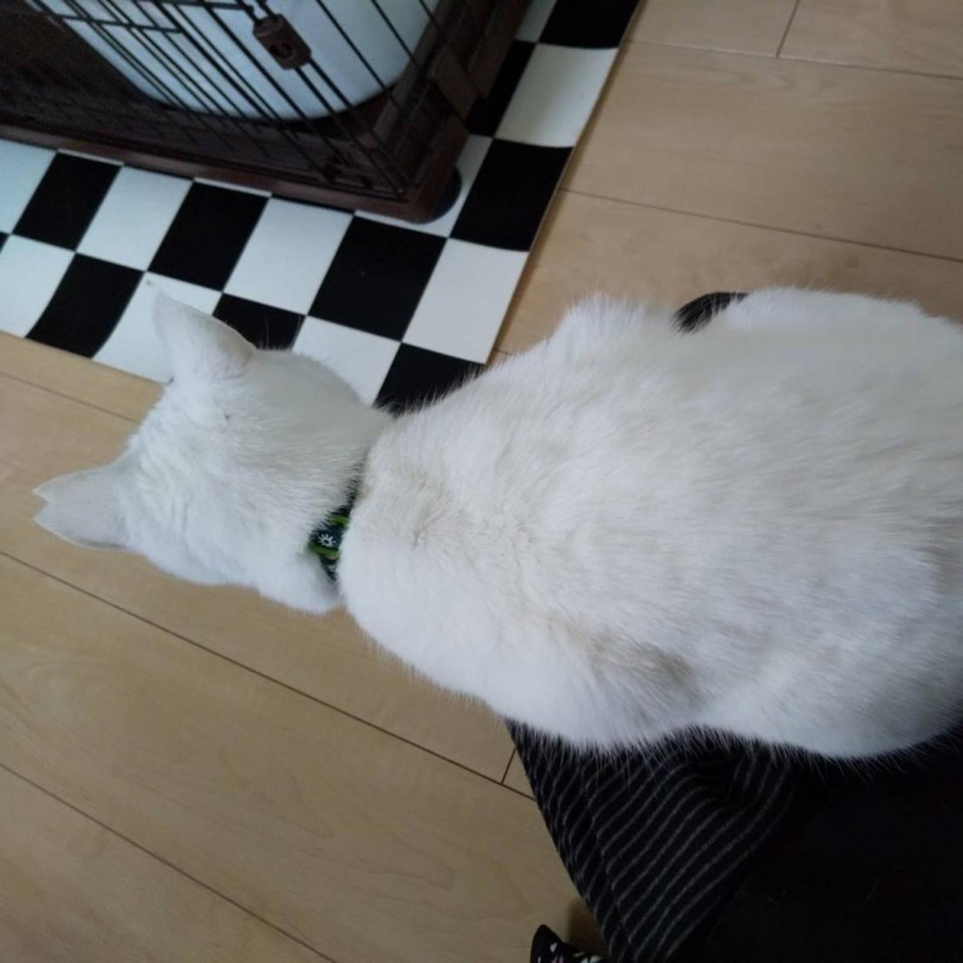 pet-image-10