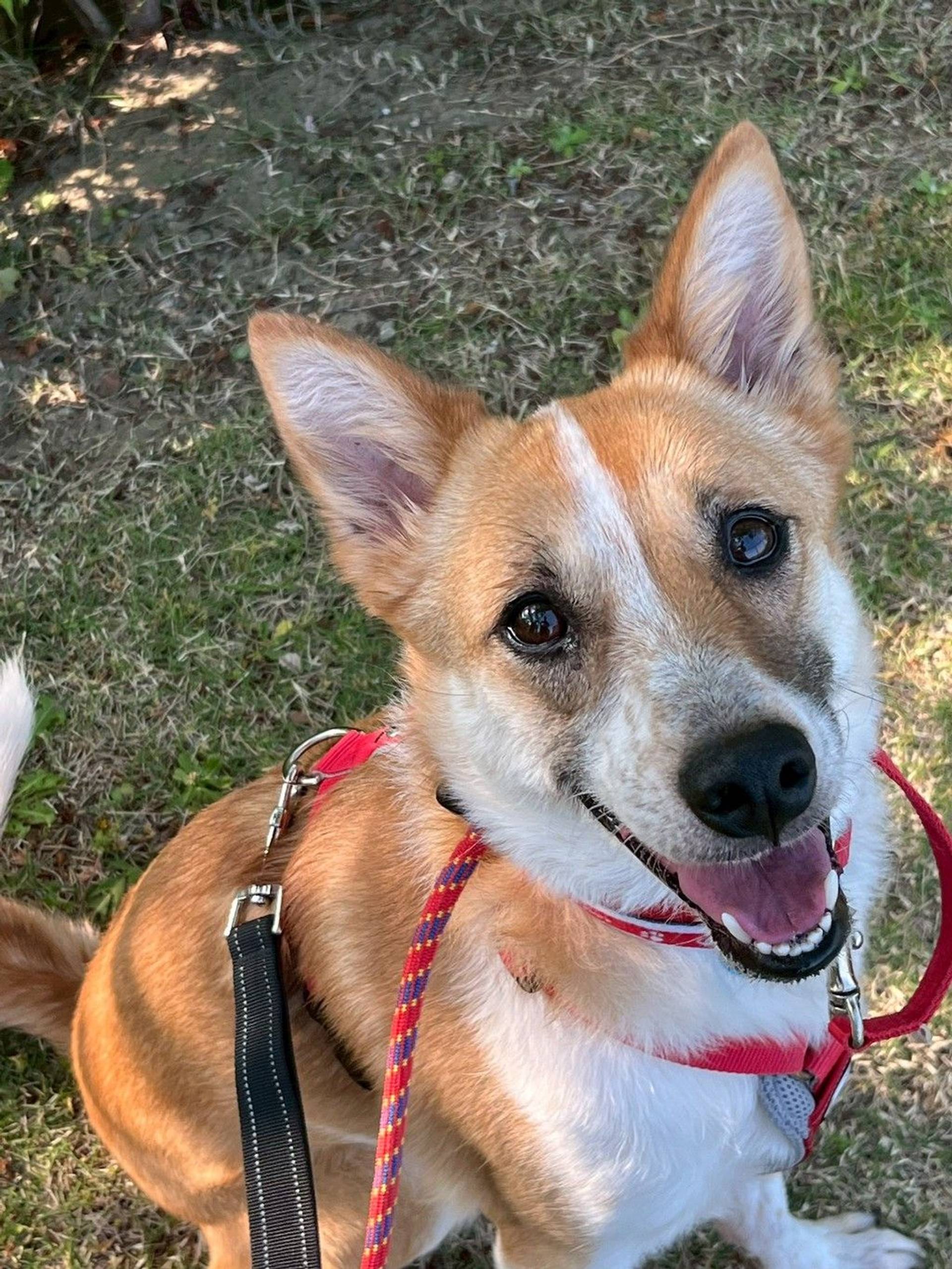 雑種（ミックス犬）・メスの里親募集の写真