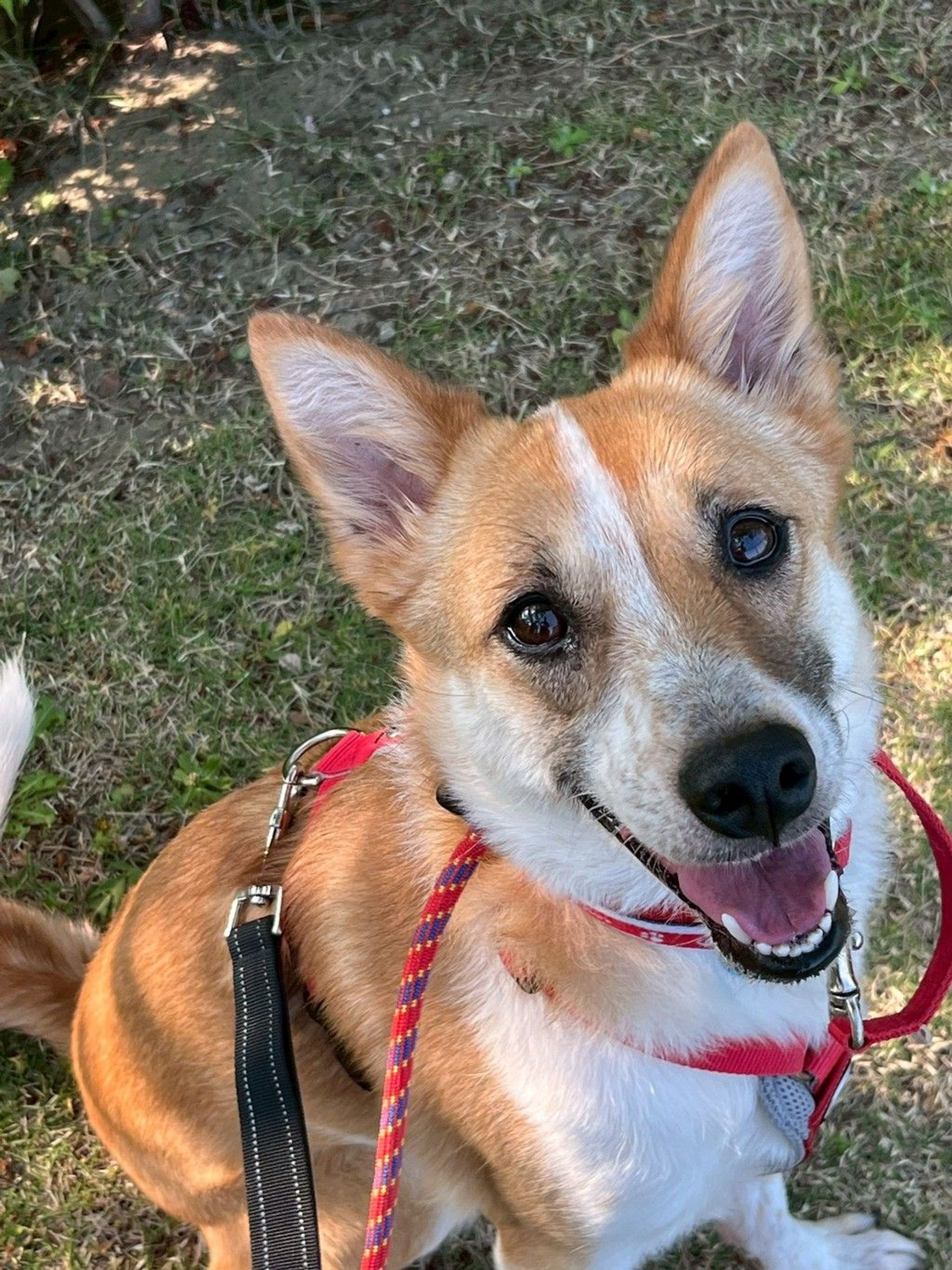 雑種（ミックス犬）・メスの里親募集の写真