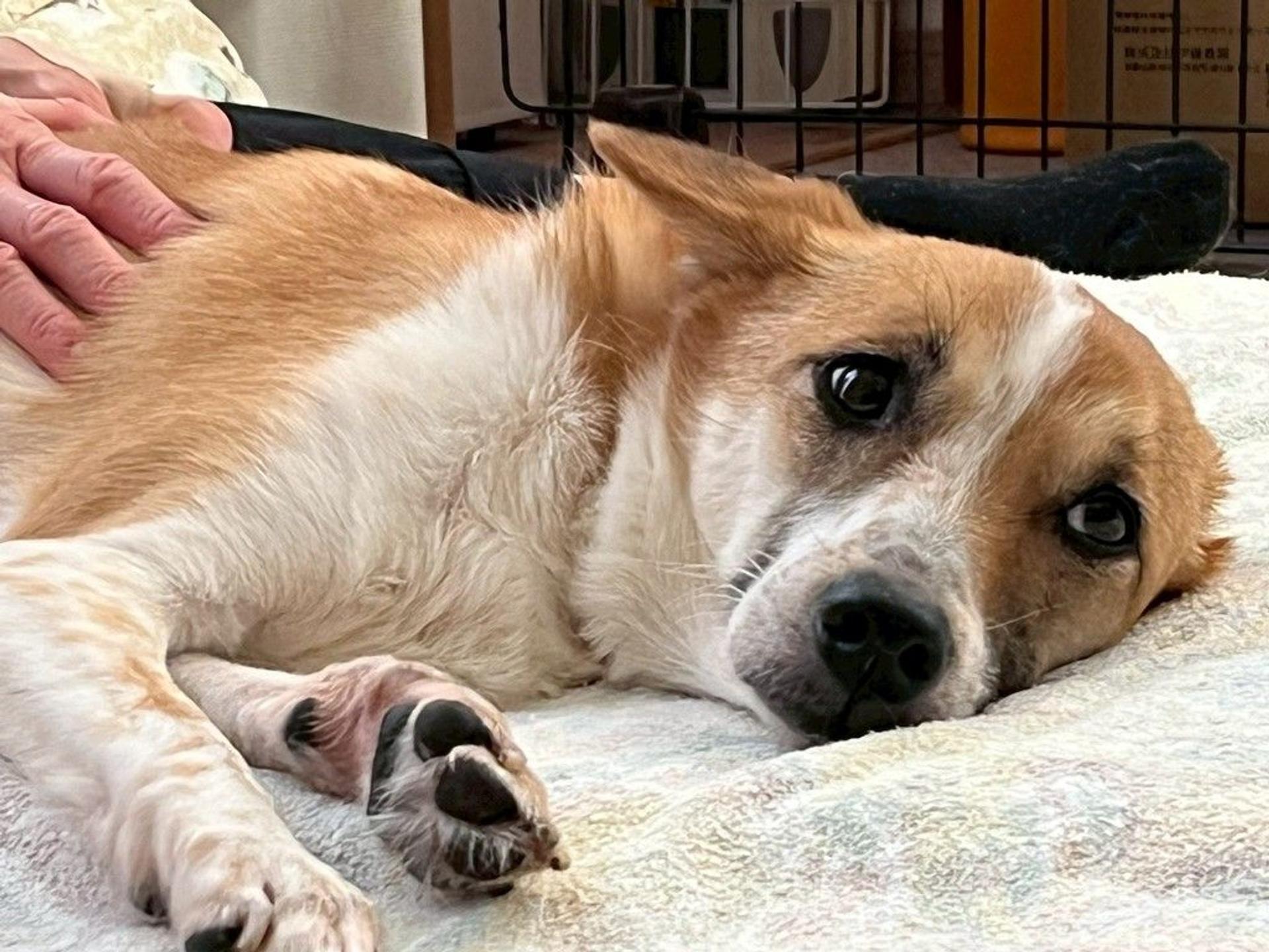 pet-image-3