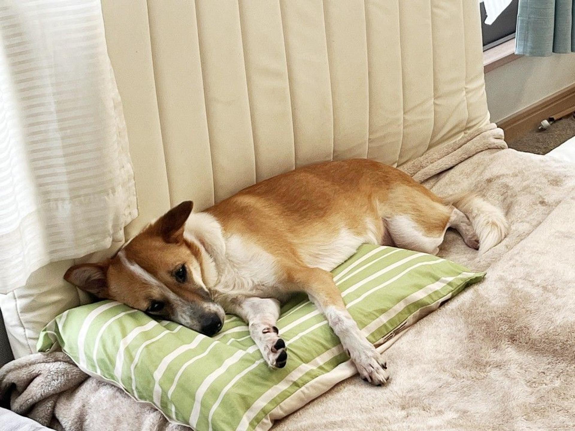 pet-image-5