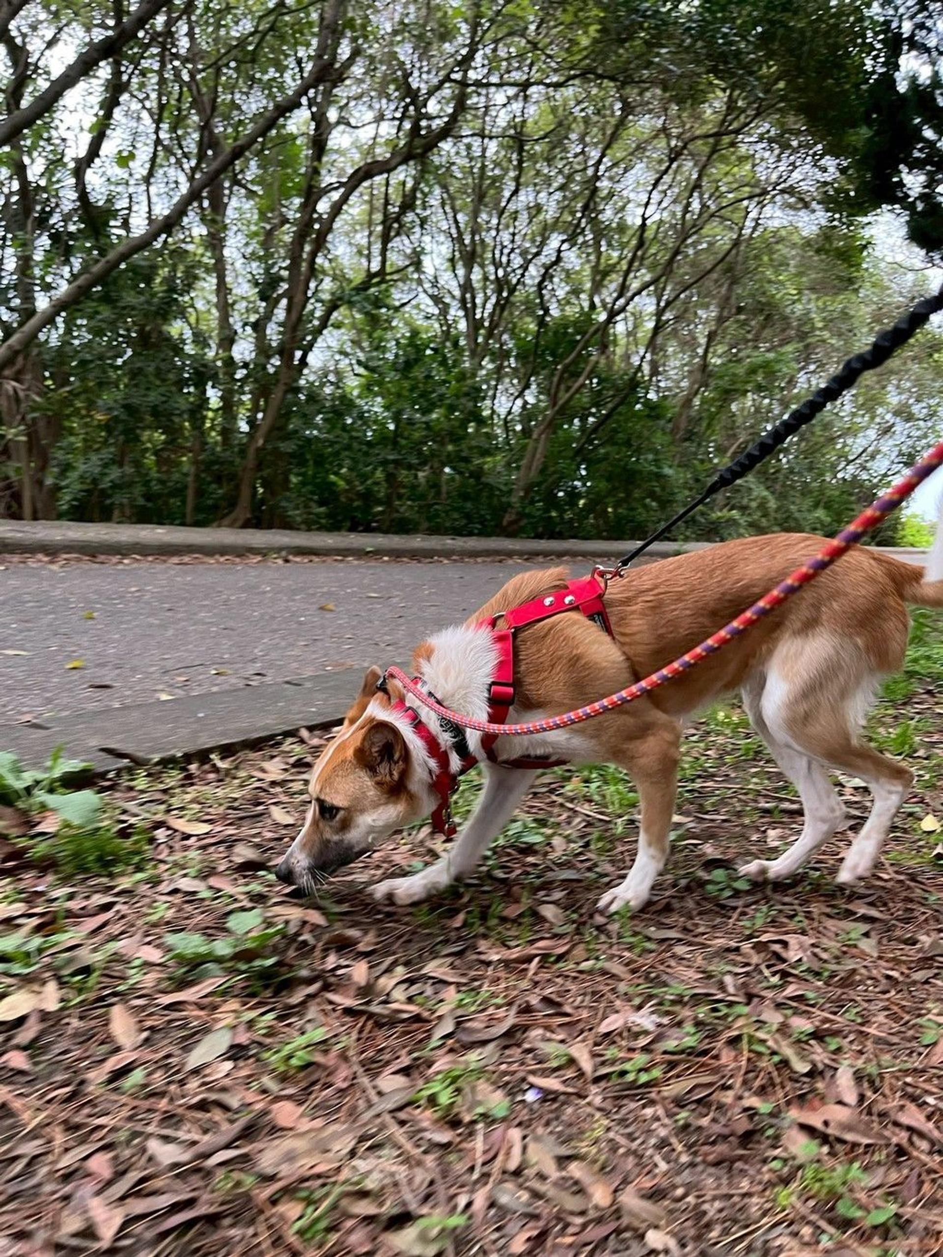 pet-image-8