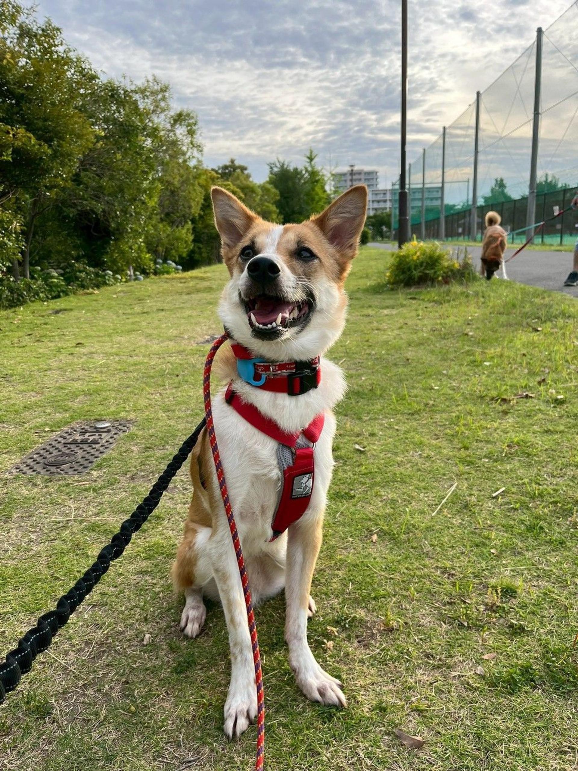 pet-image-9