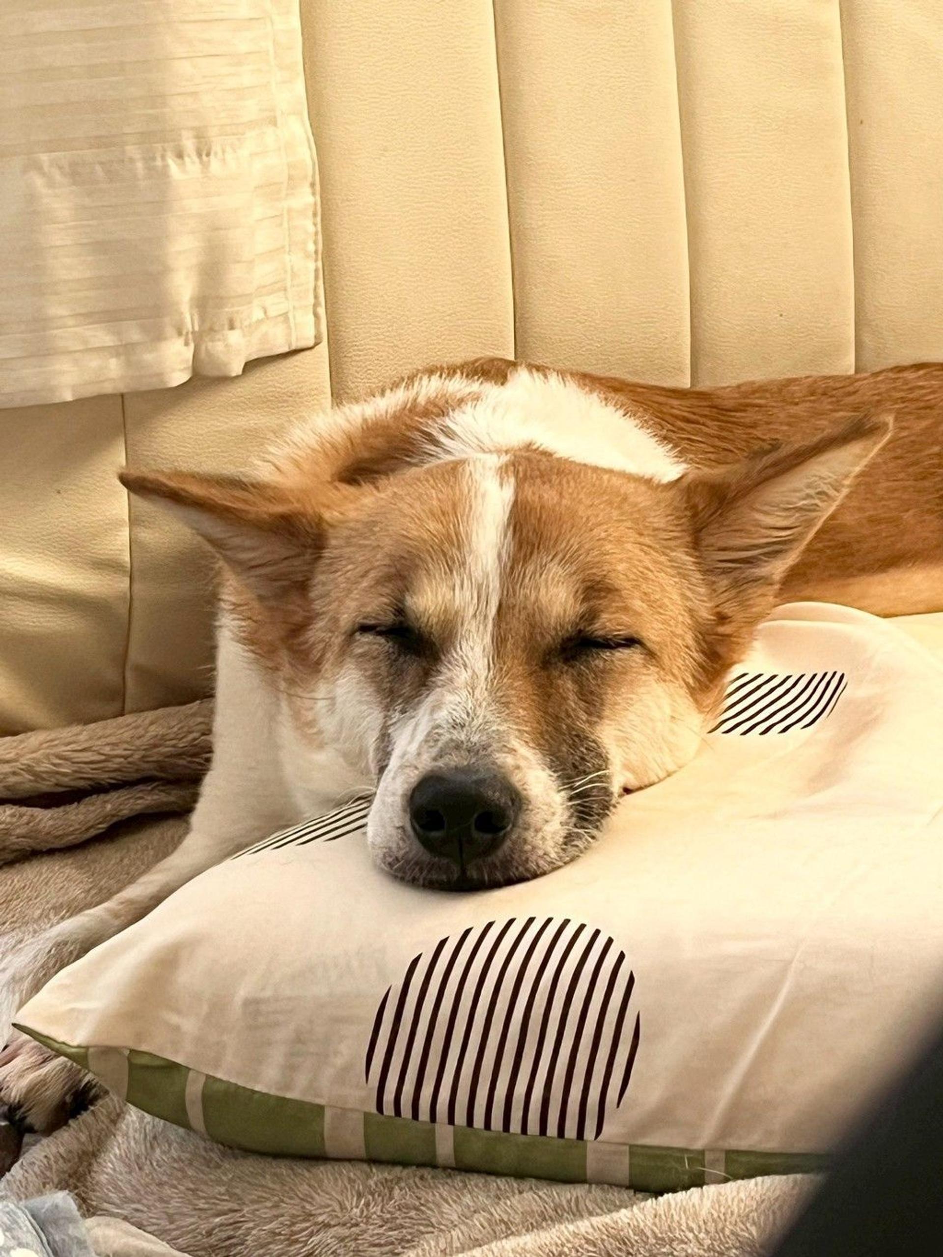pet-image-10