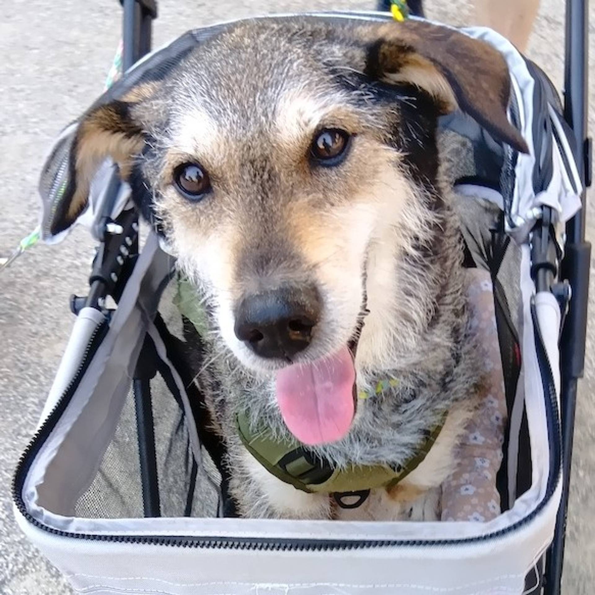 雑種（ミックス犬）・オスの里親募集の写真