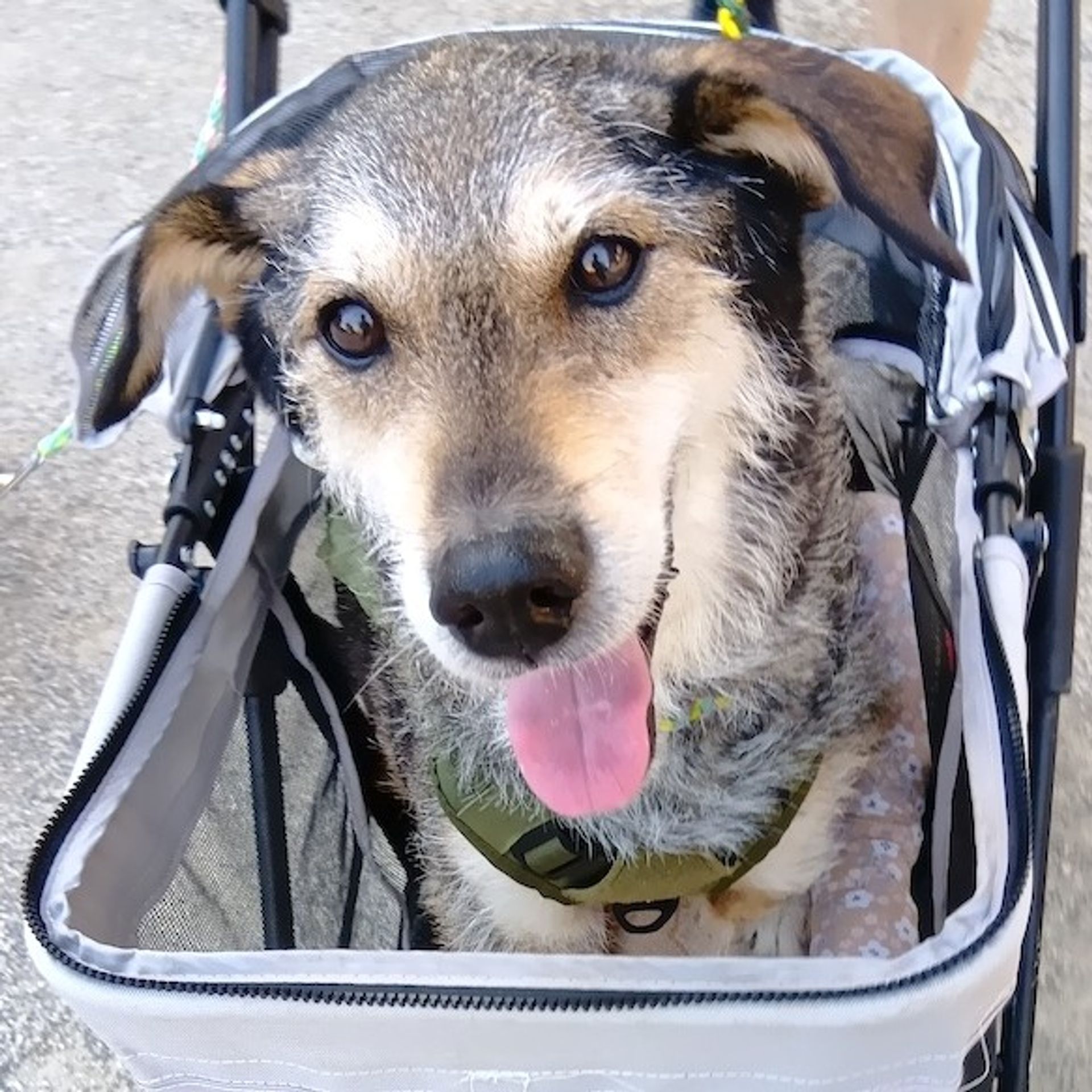 雑種（ミックス犬）・オスの里親募集の写真