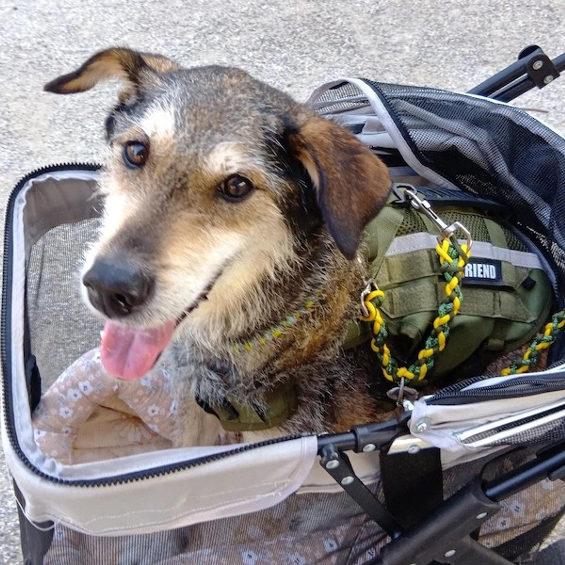 pet-image-2