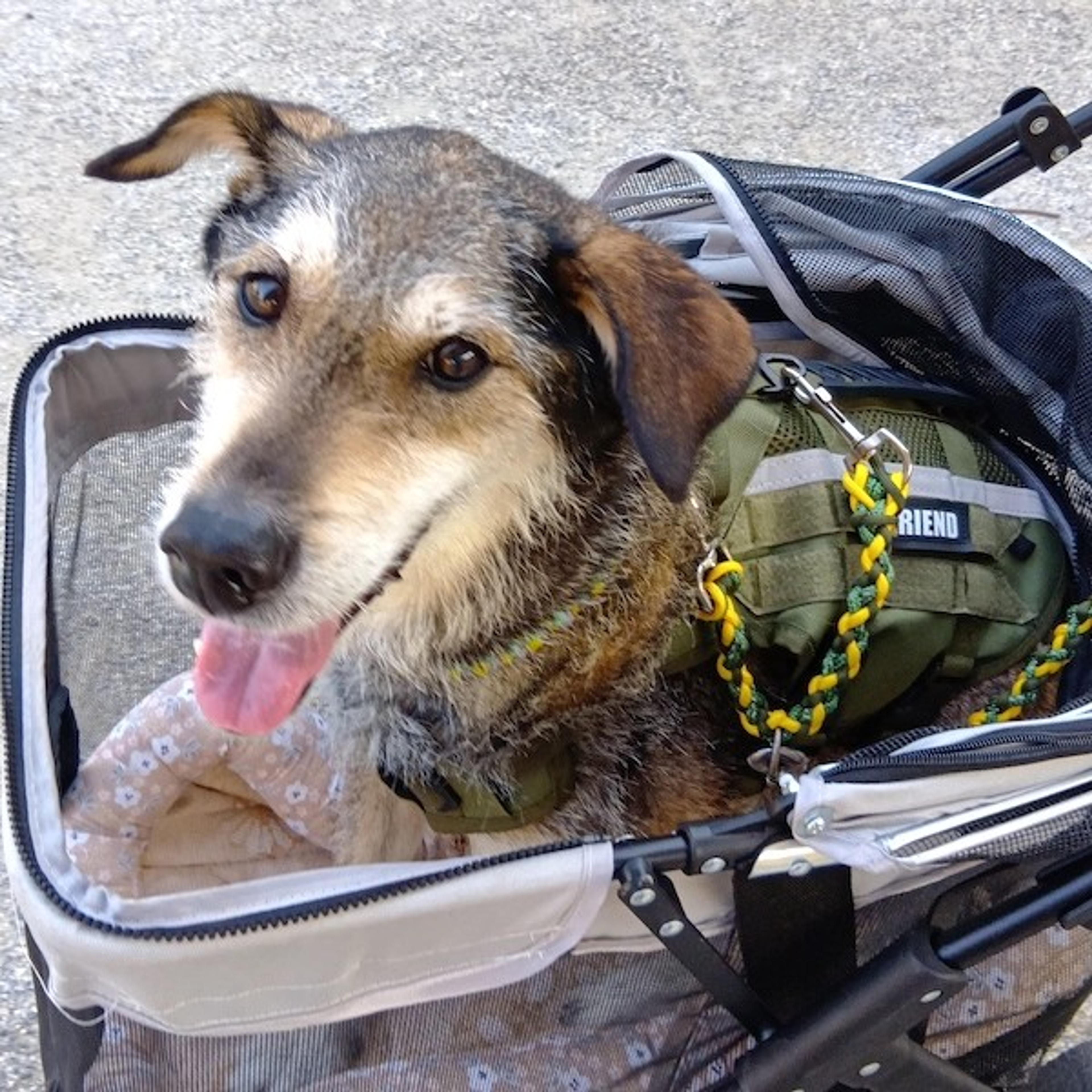 pet-image-2
