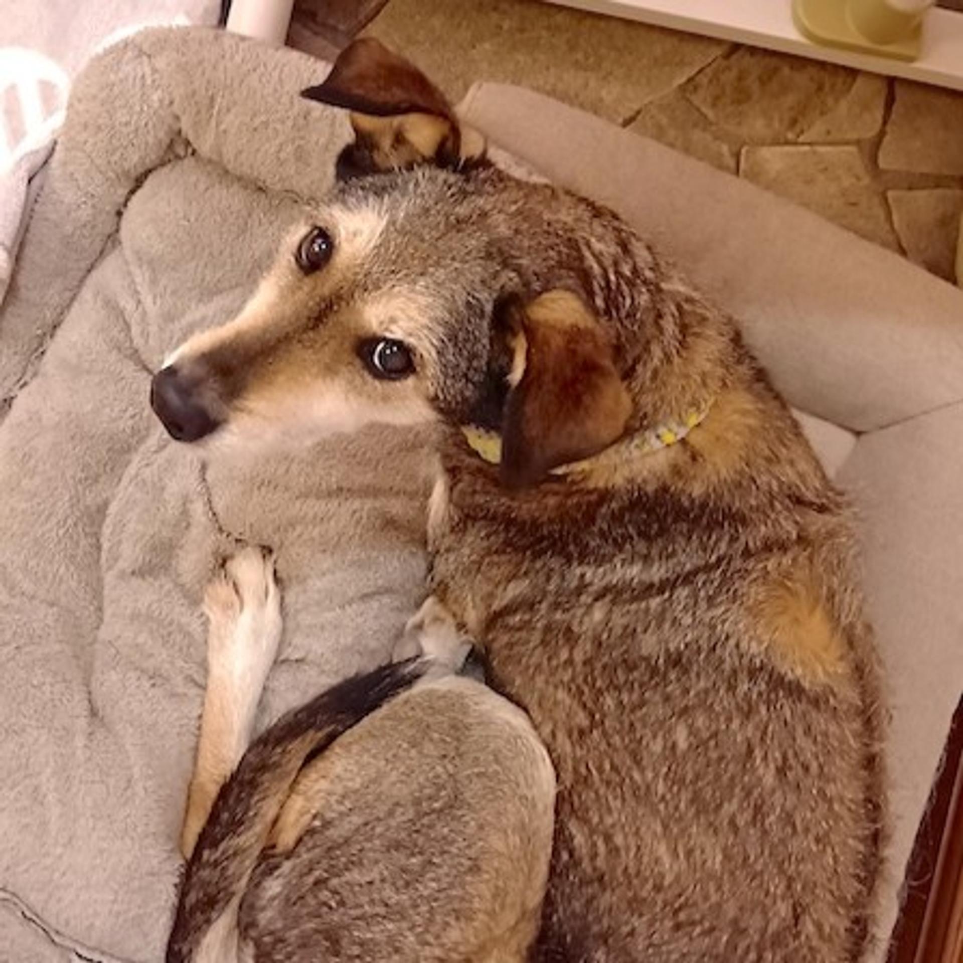 pet-image-3
