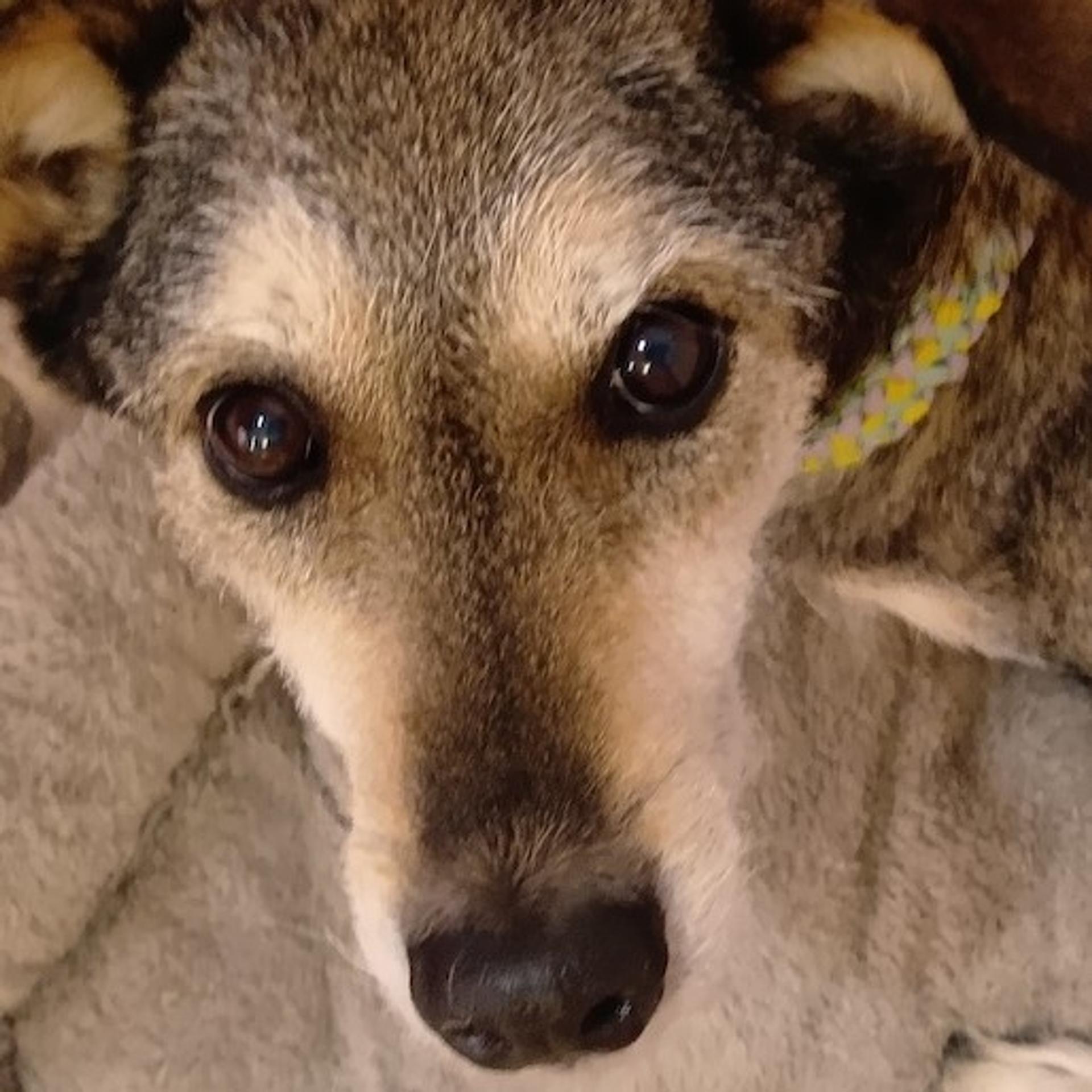 pet-image-4