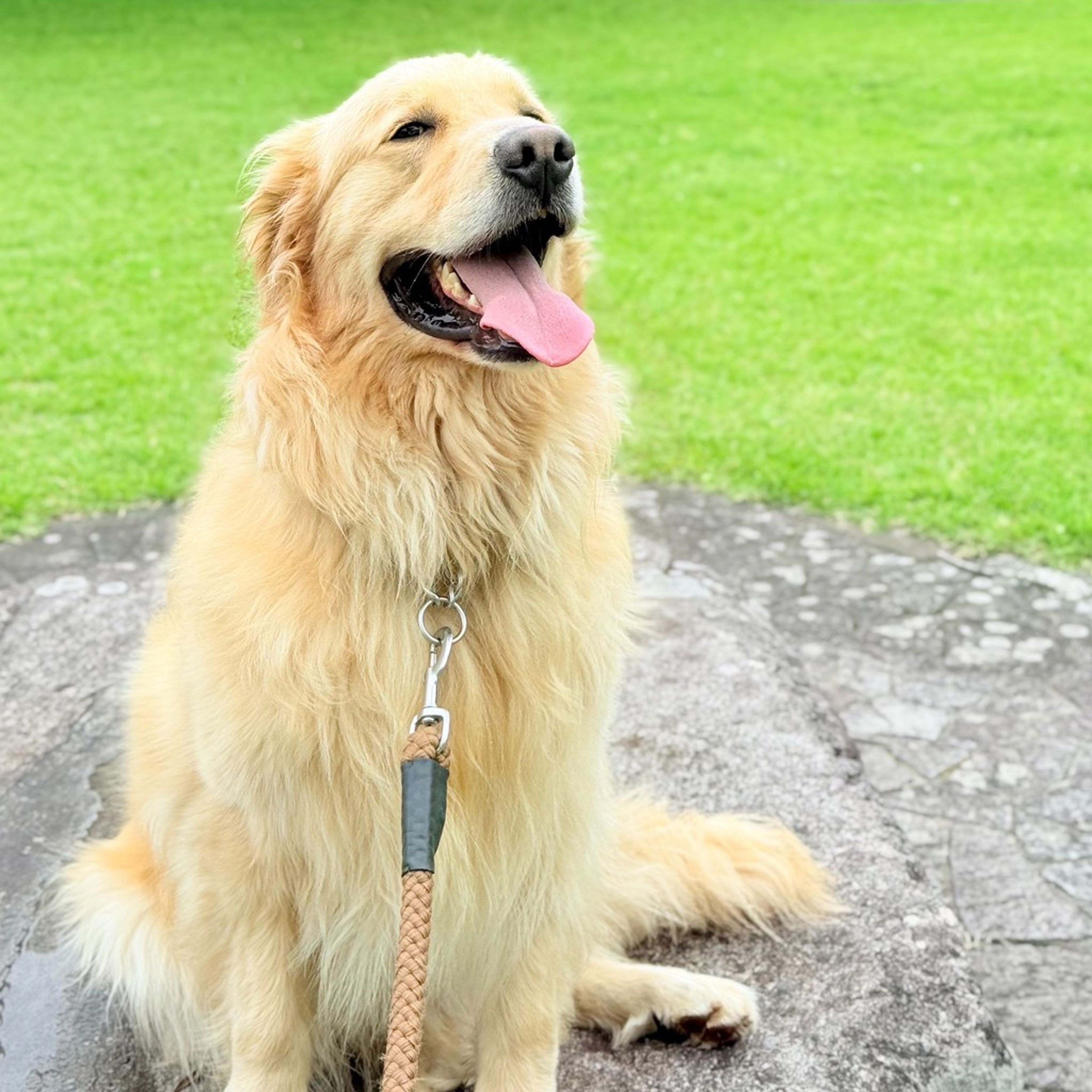 ゴールデン・レトリーバー・オスの里親募集の写真