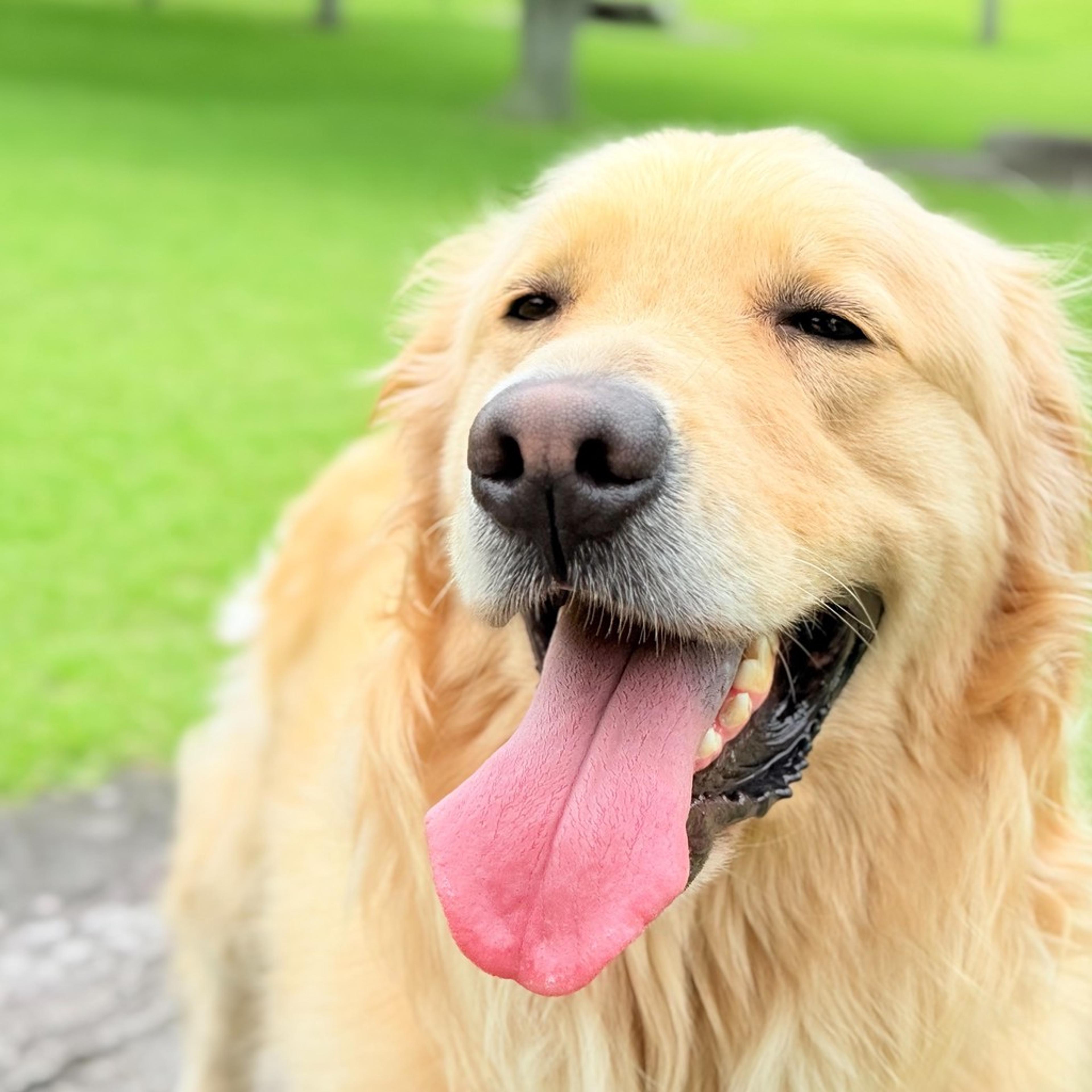 pet-image-2