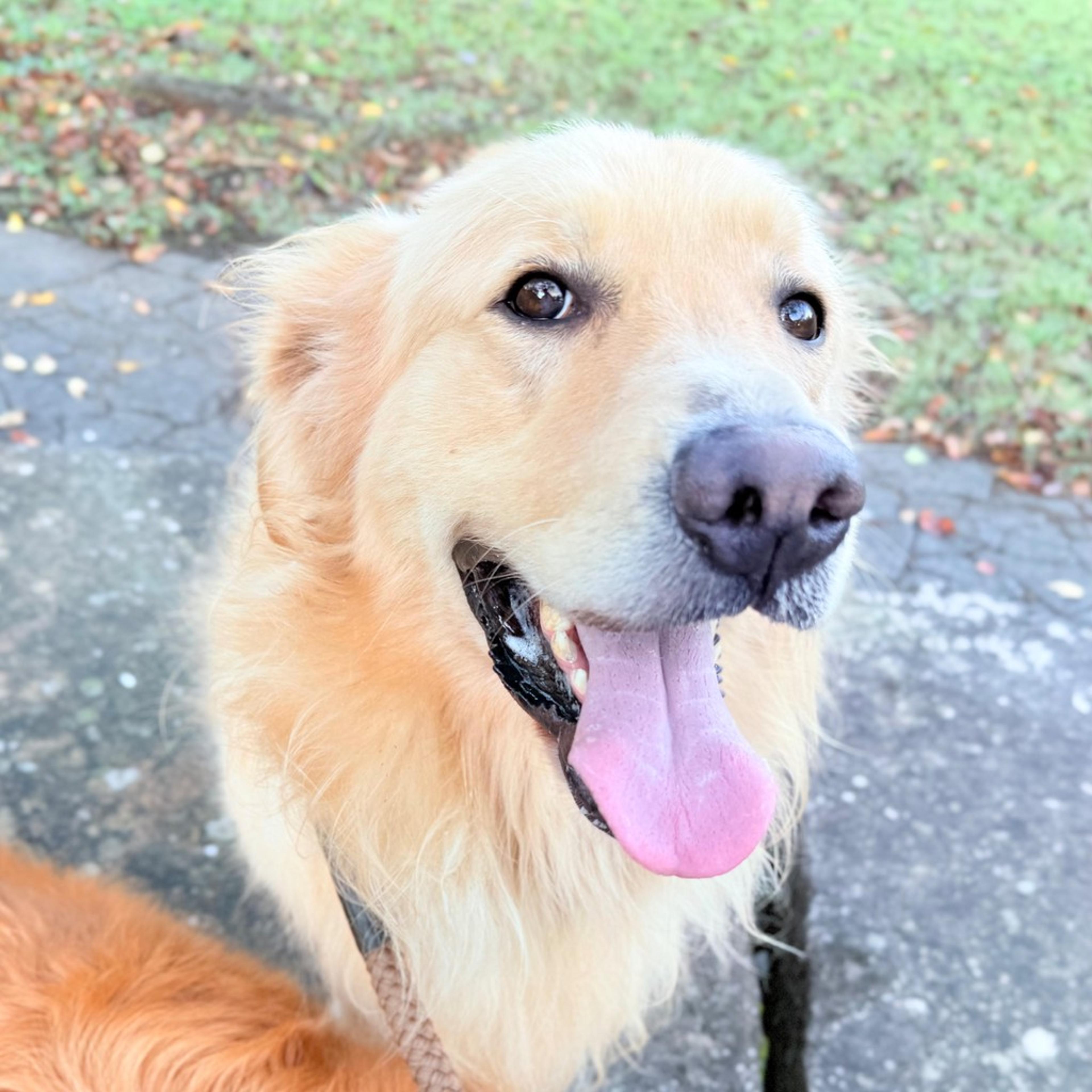 pet-image-3