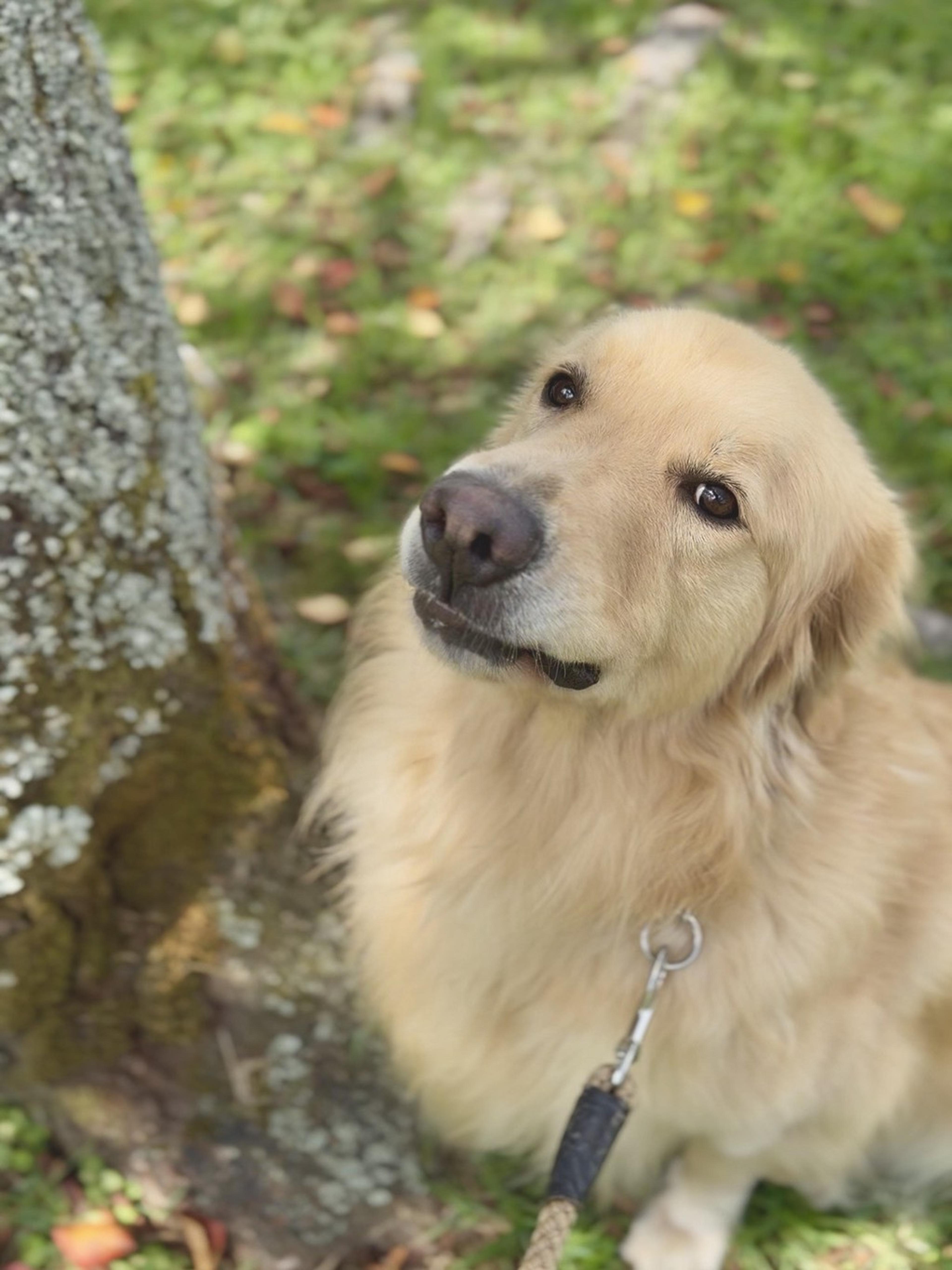 pet-image-6