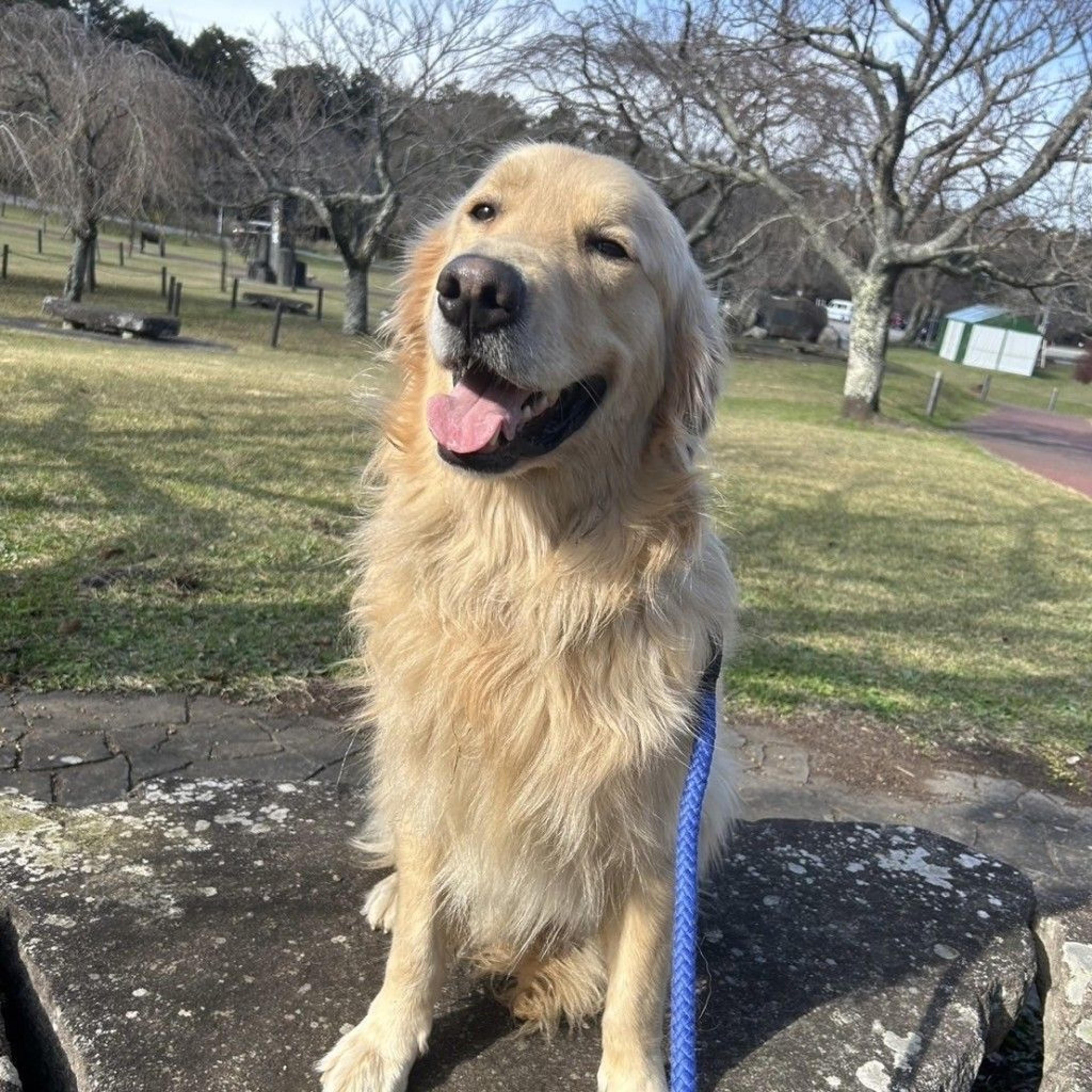 pet-image-8