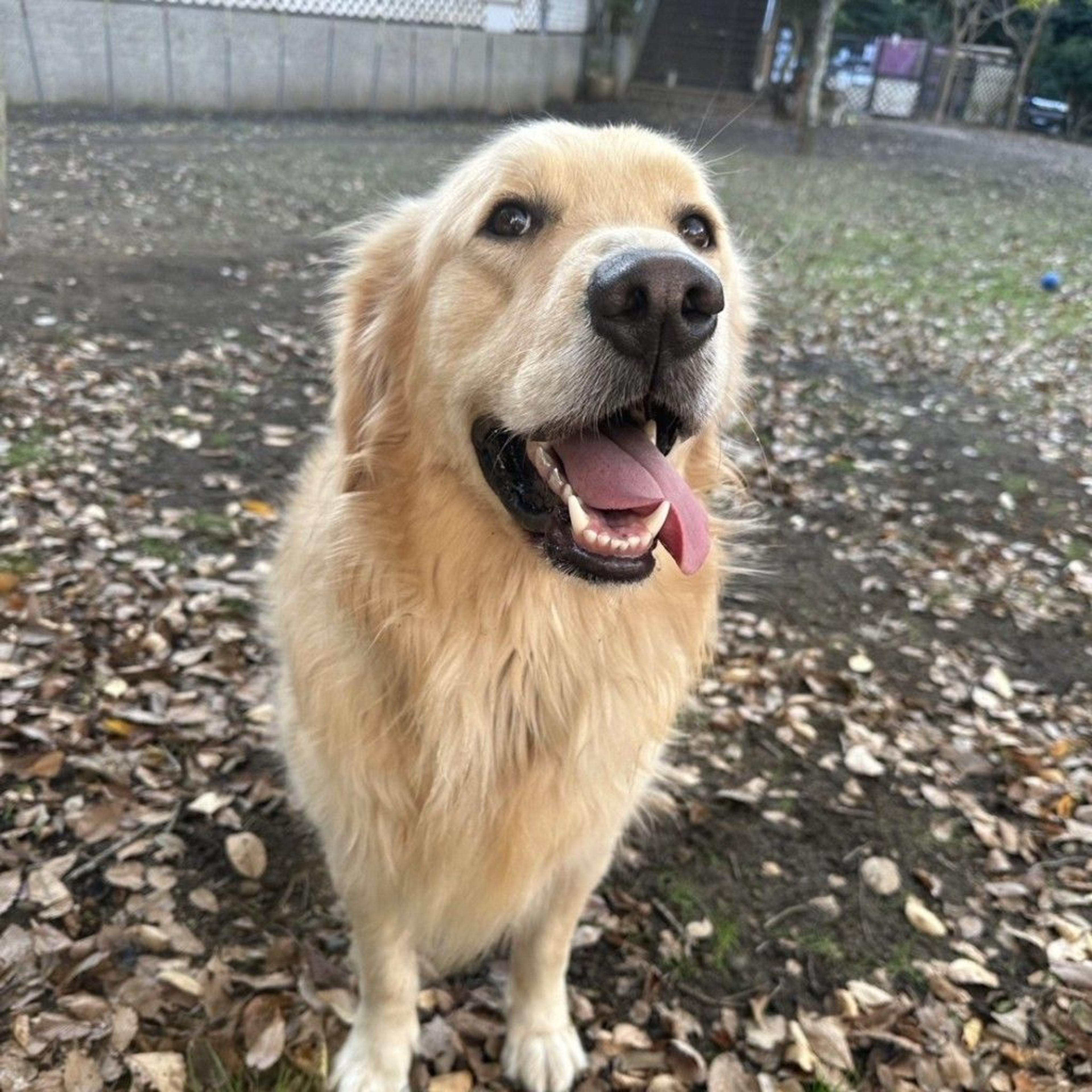 pet-image-9