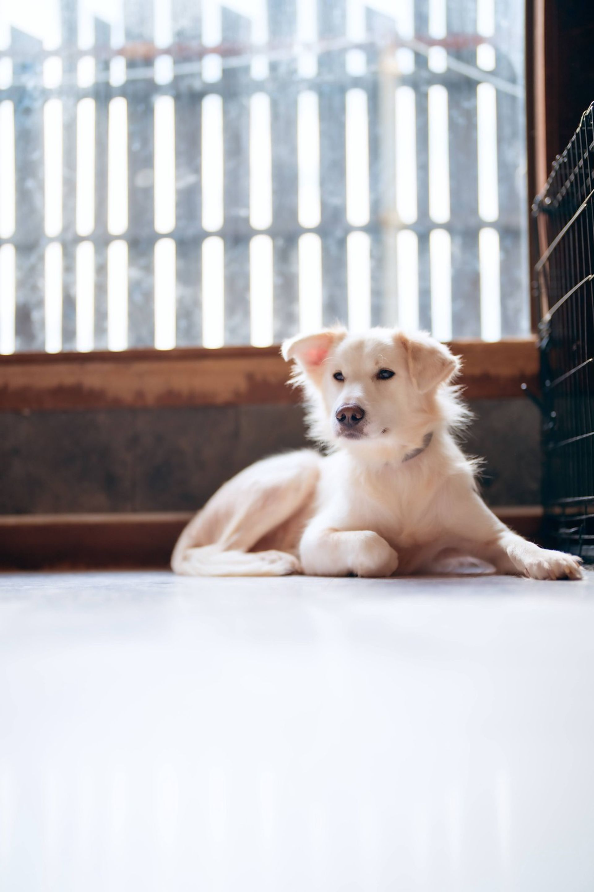 雑種（ミックス犬）・オスの里親募集の写真