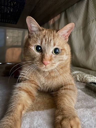 雑種（ミックス猫）・オスの里親募集の写真