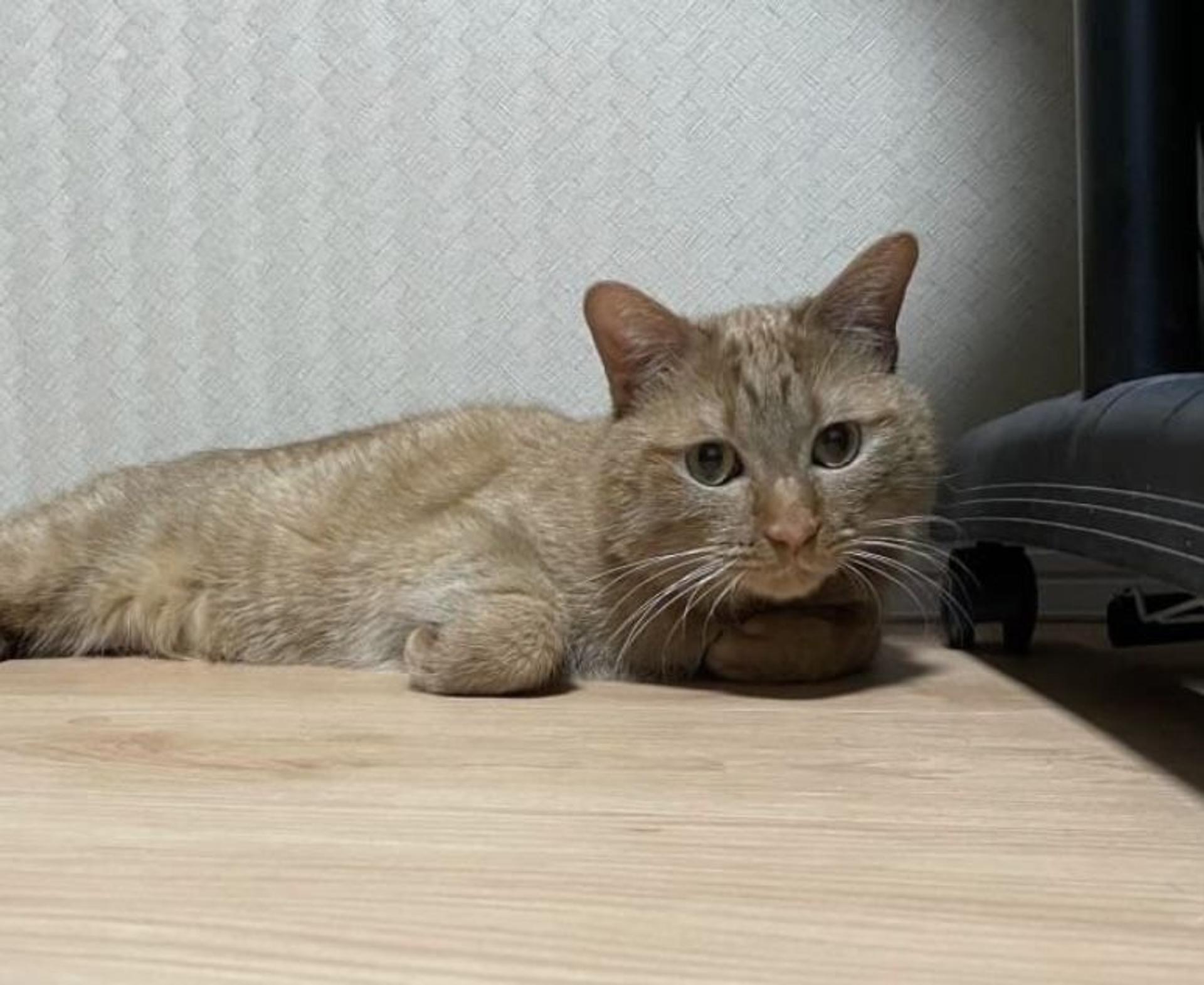 pet-image-2