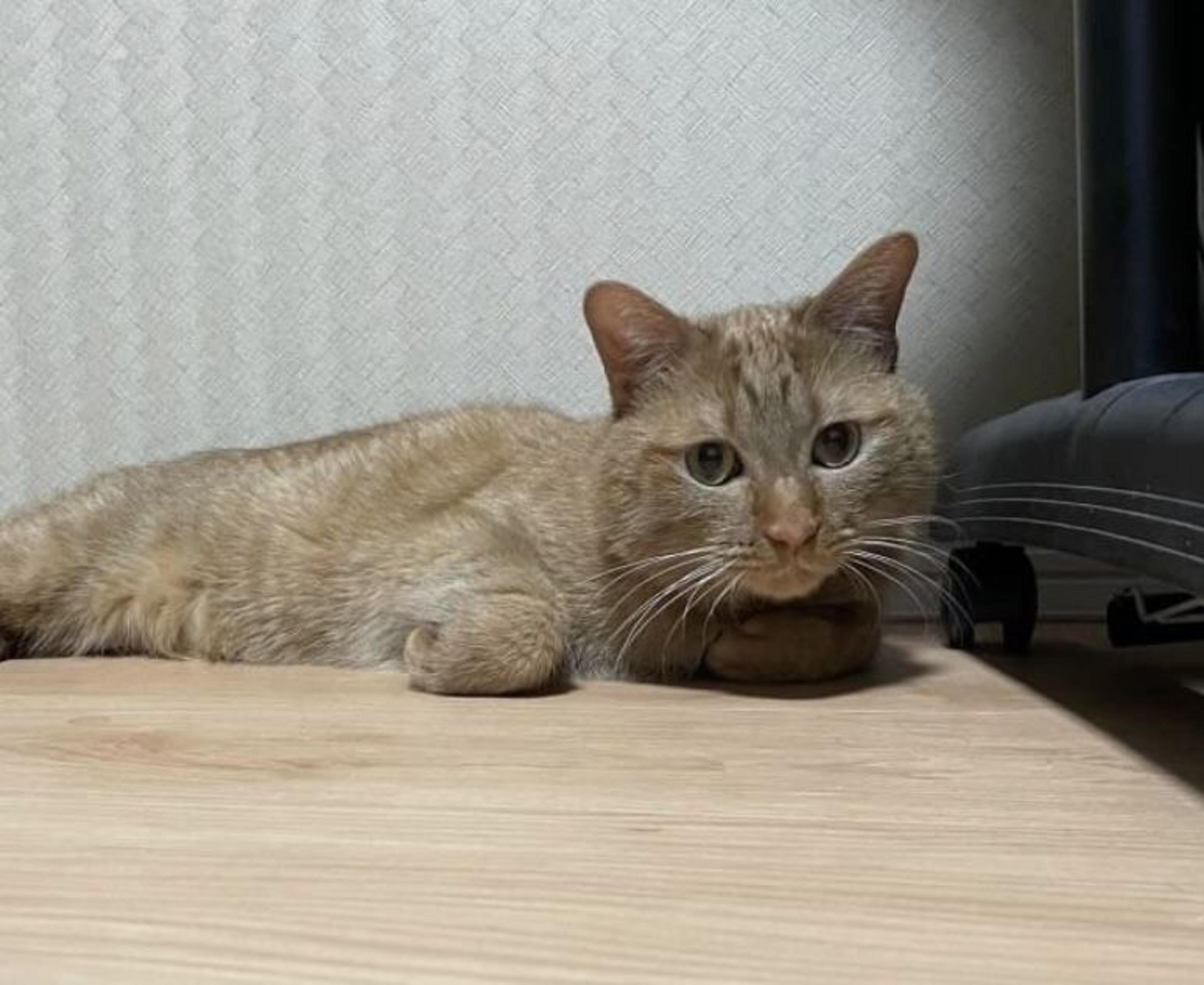 pet-image-2