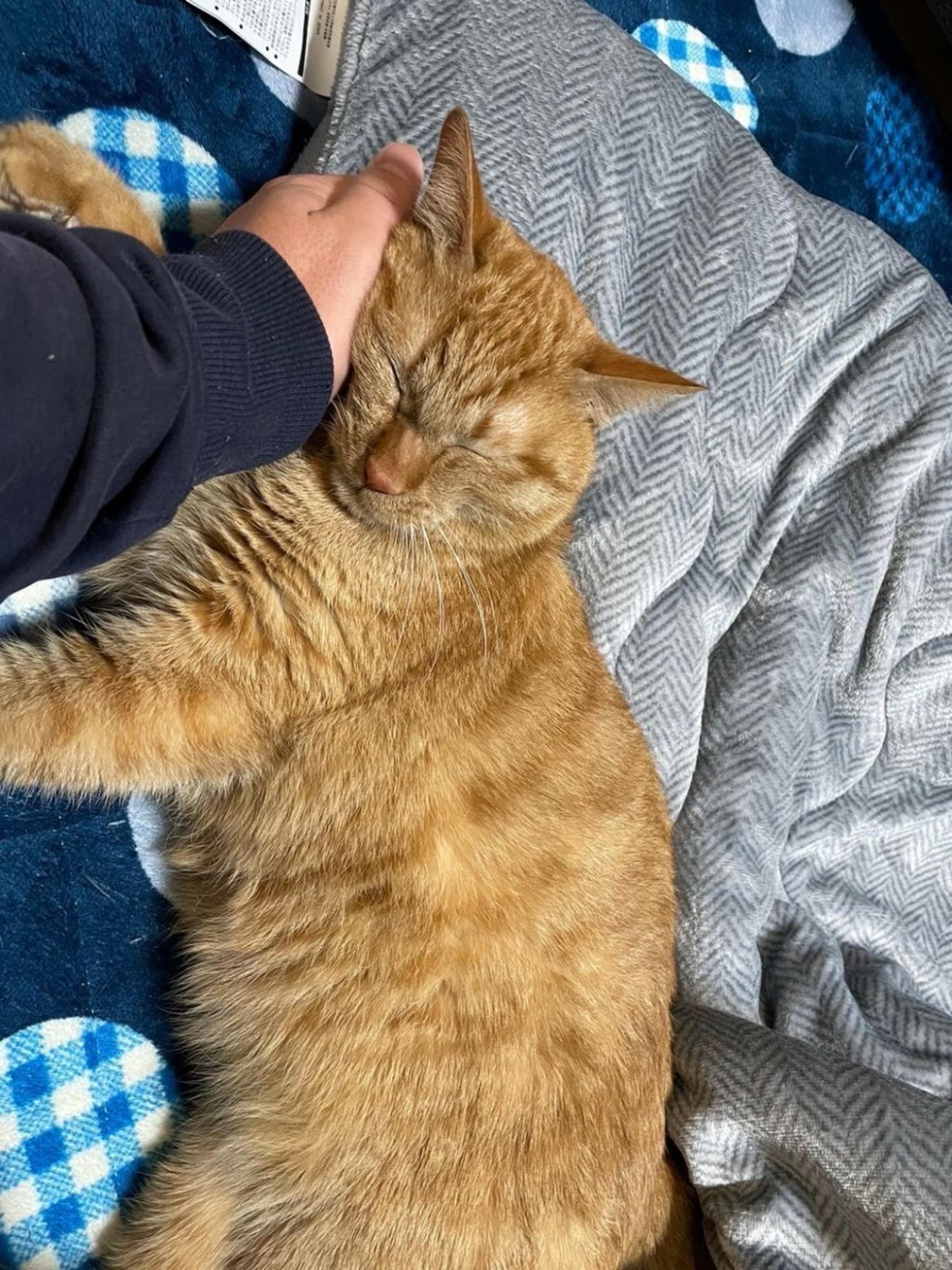 pet-image-6