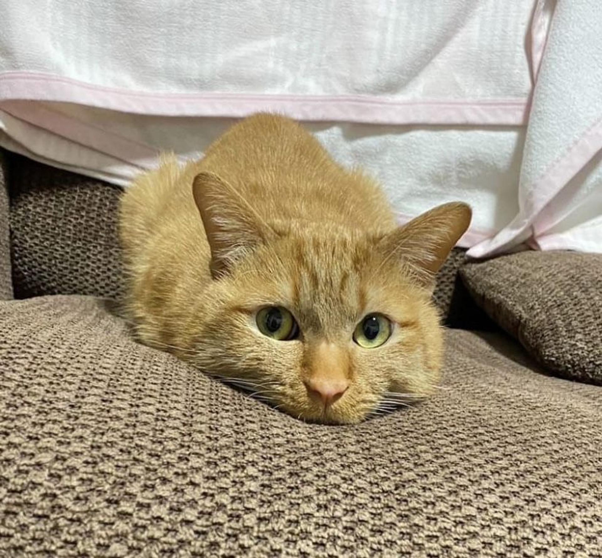 pet-image-7