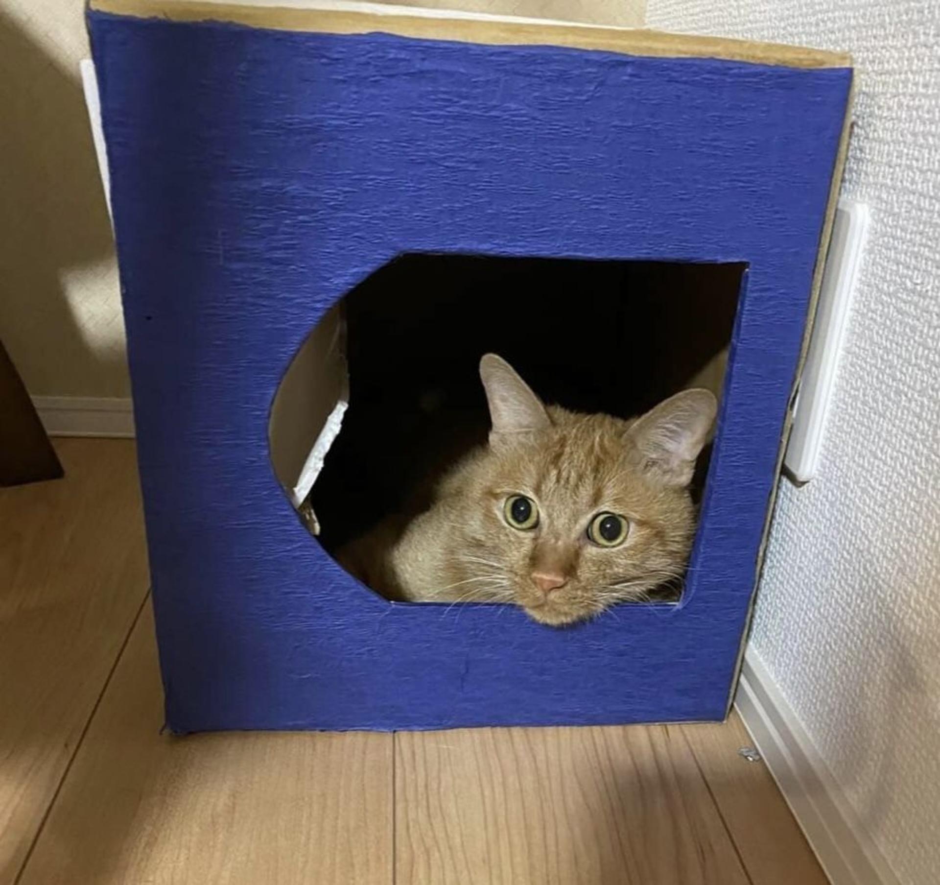 pet-image-8