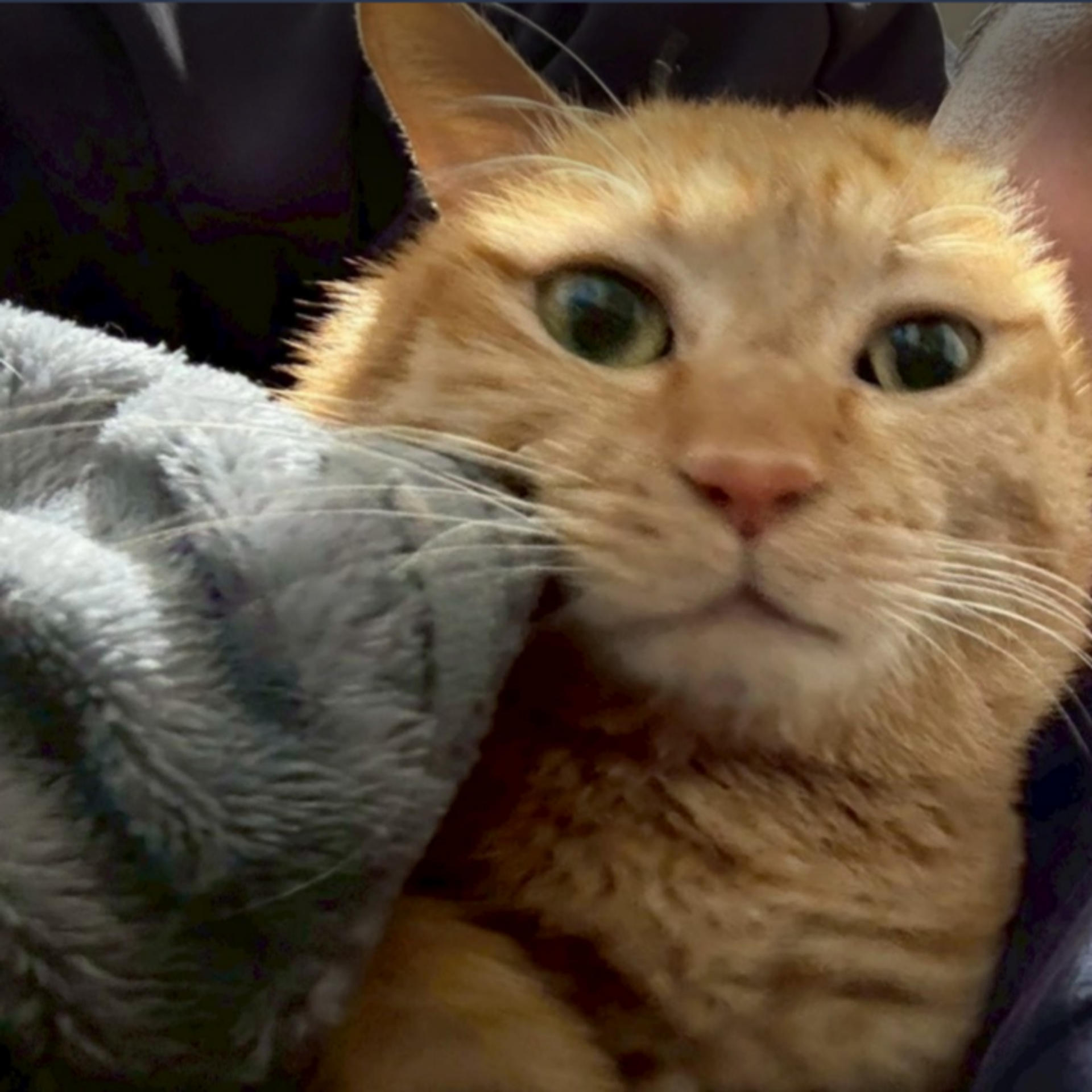 pet-image-9