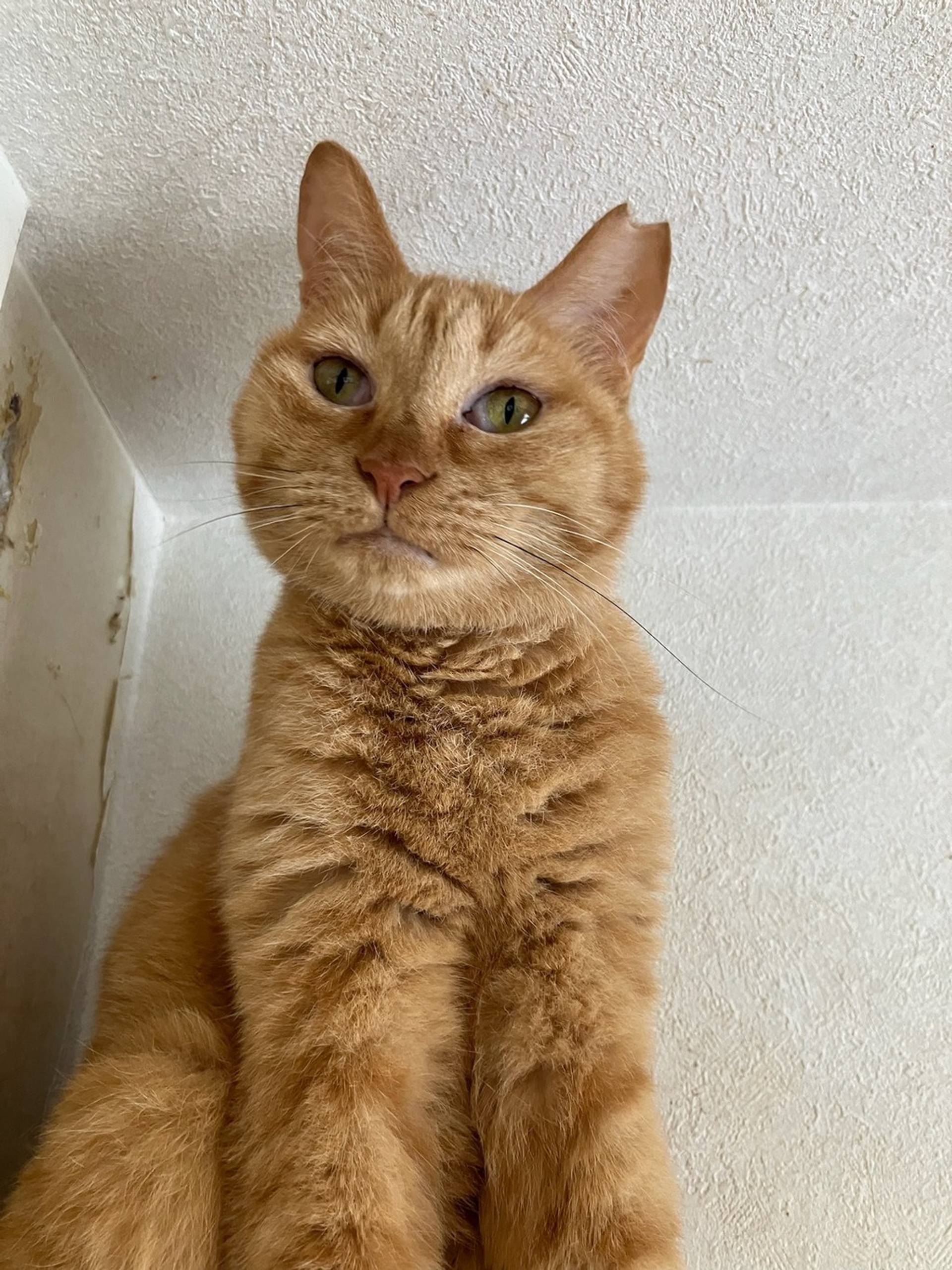 雑種（ミックス猫）・メスの里親募集の写真