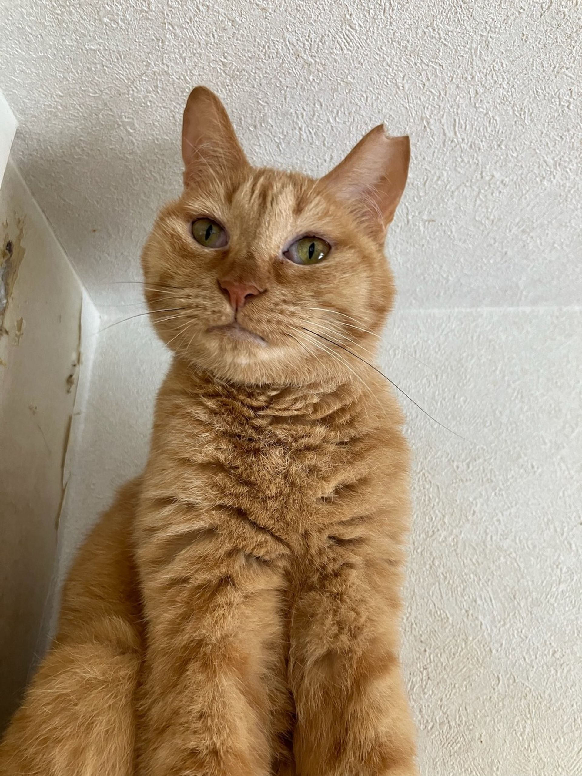 雑種（ミックス猫）・メスの里親募集の写真