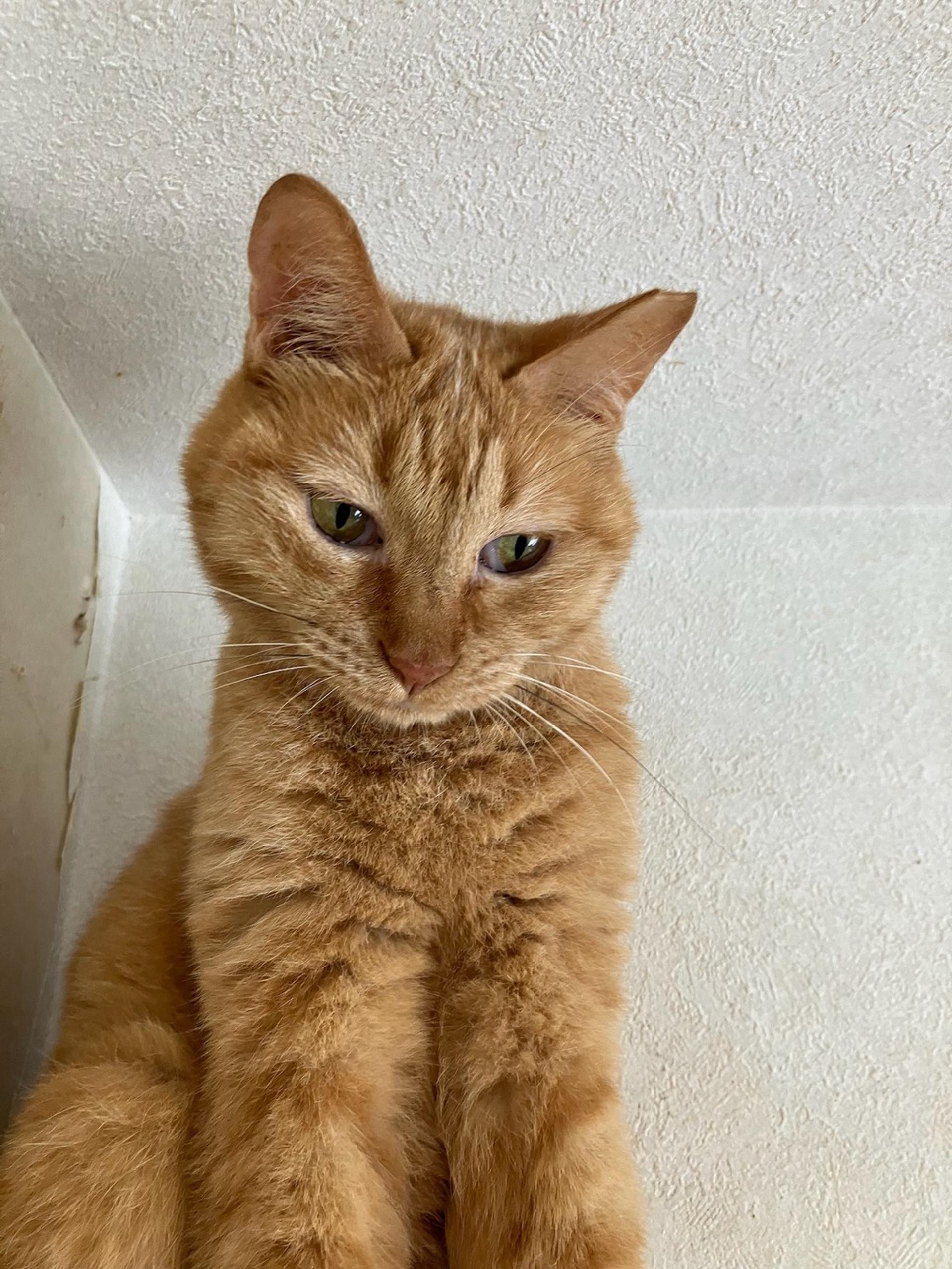 pet-image-2