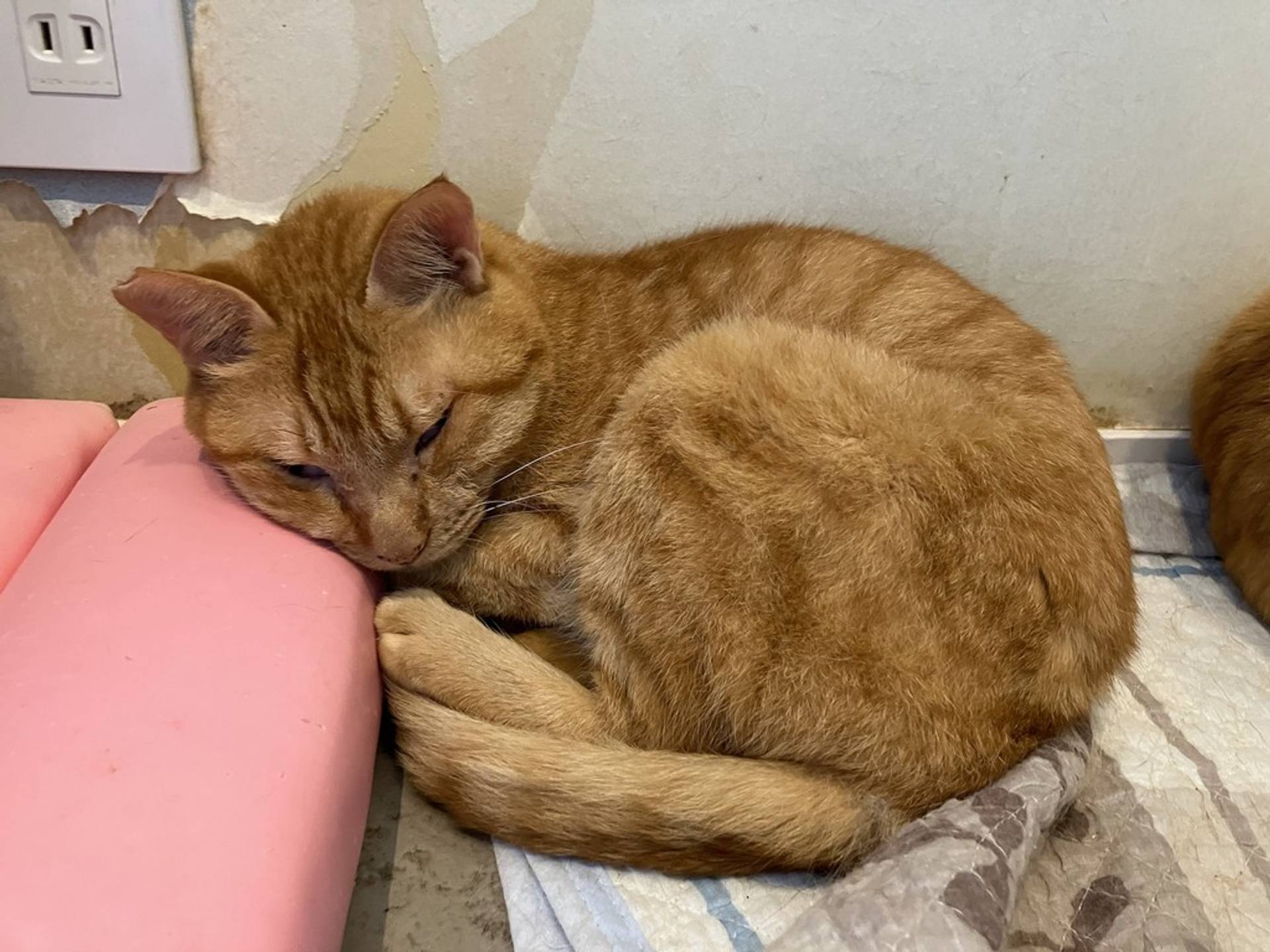 雑種（ミックス猫）・オスの里親募集の写真
