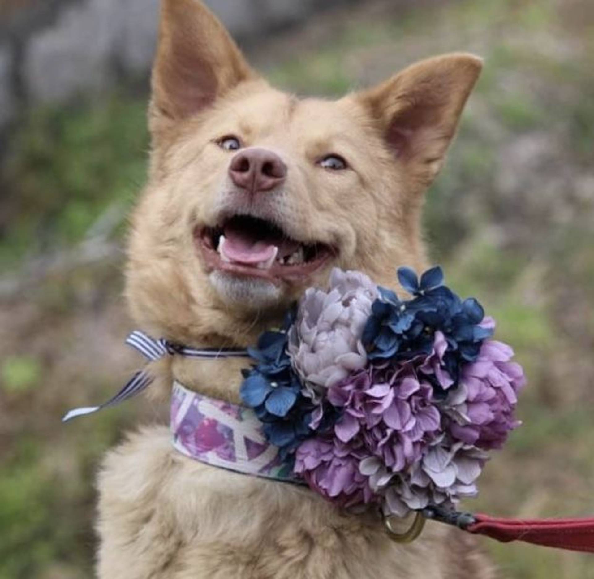 雑種（ミックス犬）・オスの里親募集の写真