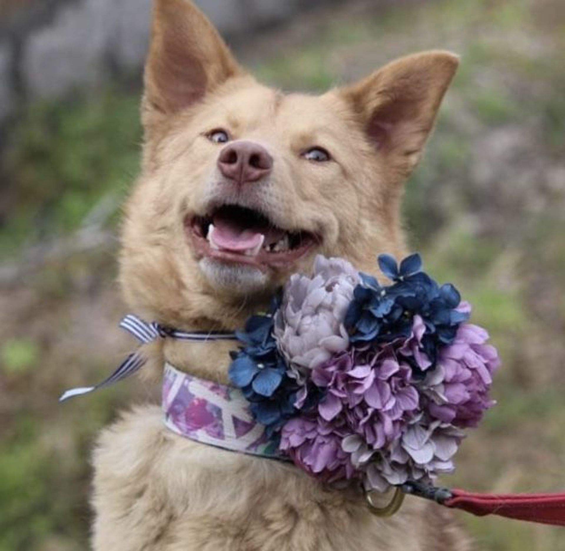 雑種（ミックス犬）・オスの里親募集の写真