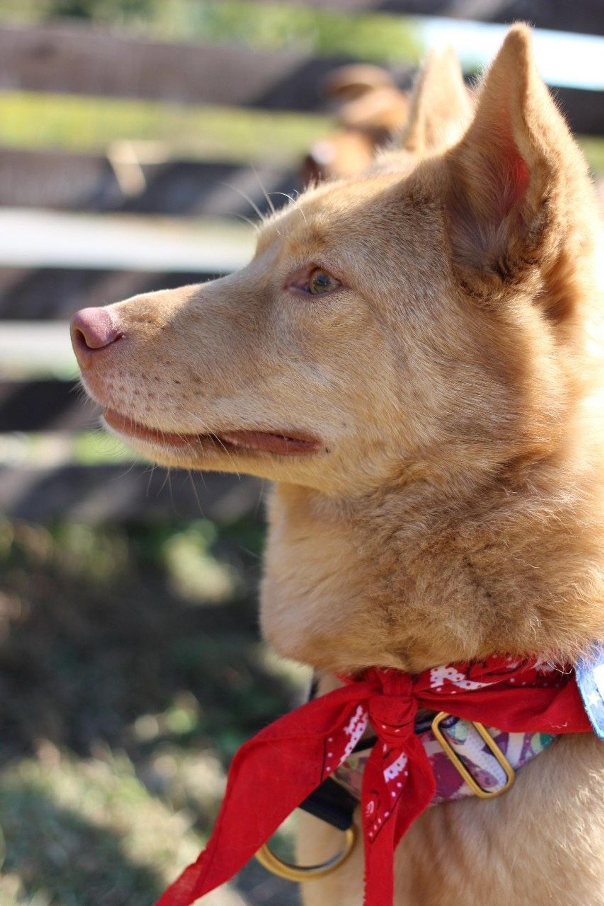 pet-image-5