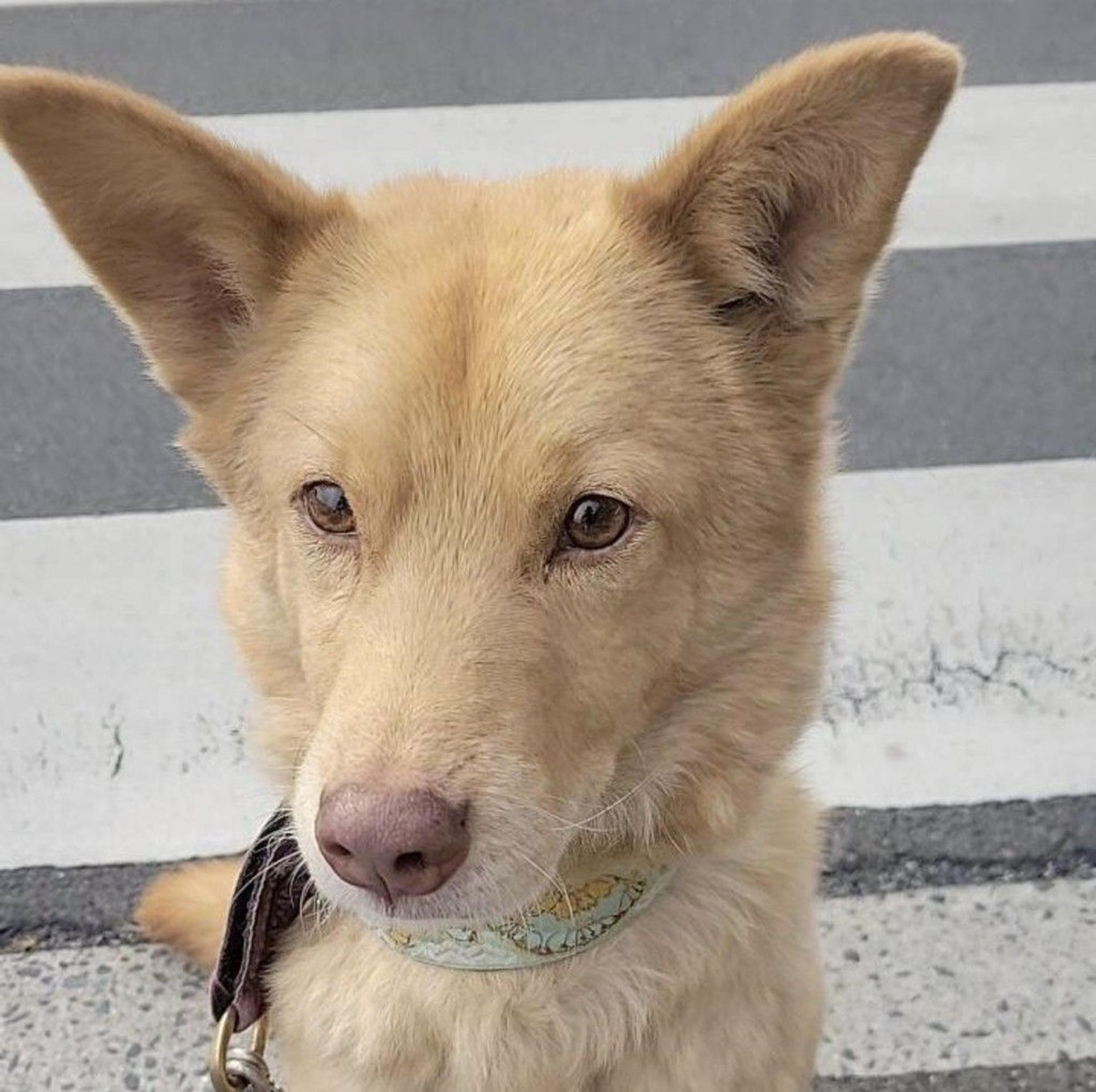 pet-image-9