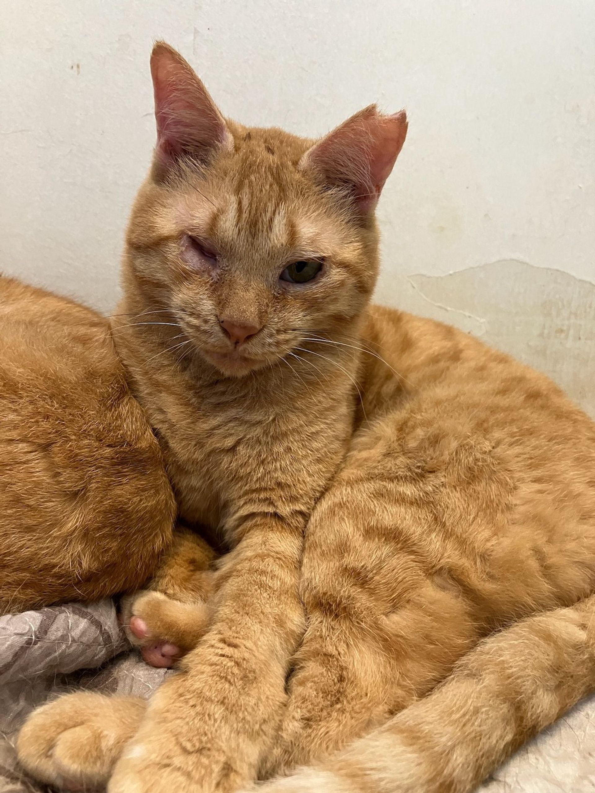 雑種（ミックス猫）・メスの里親募集の写真
