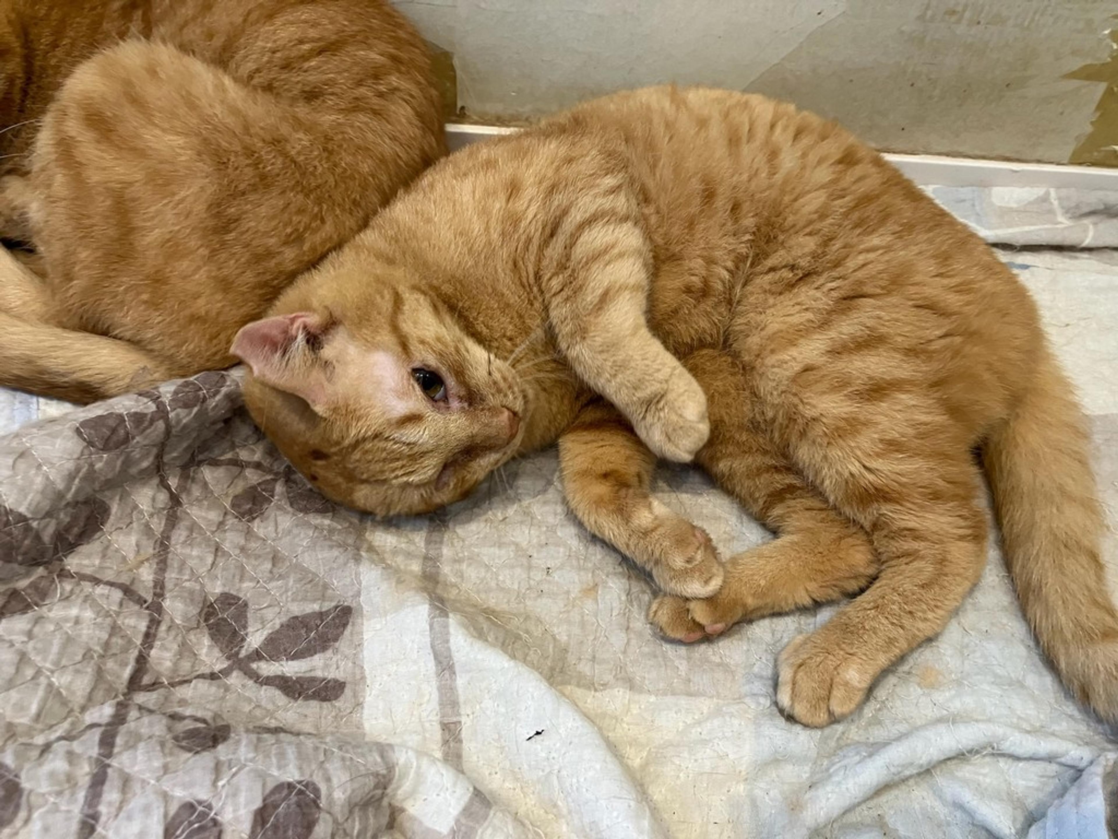 pet-image-2