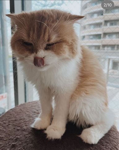 アディオス