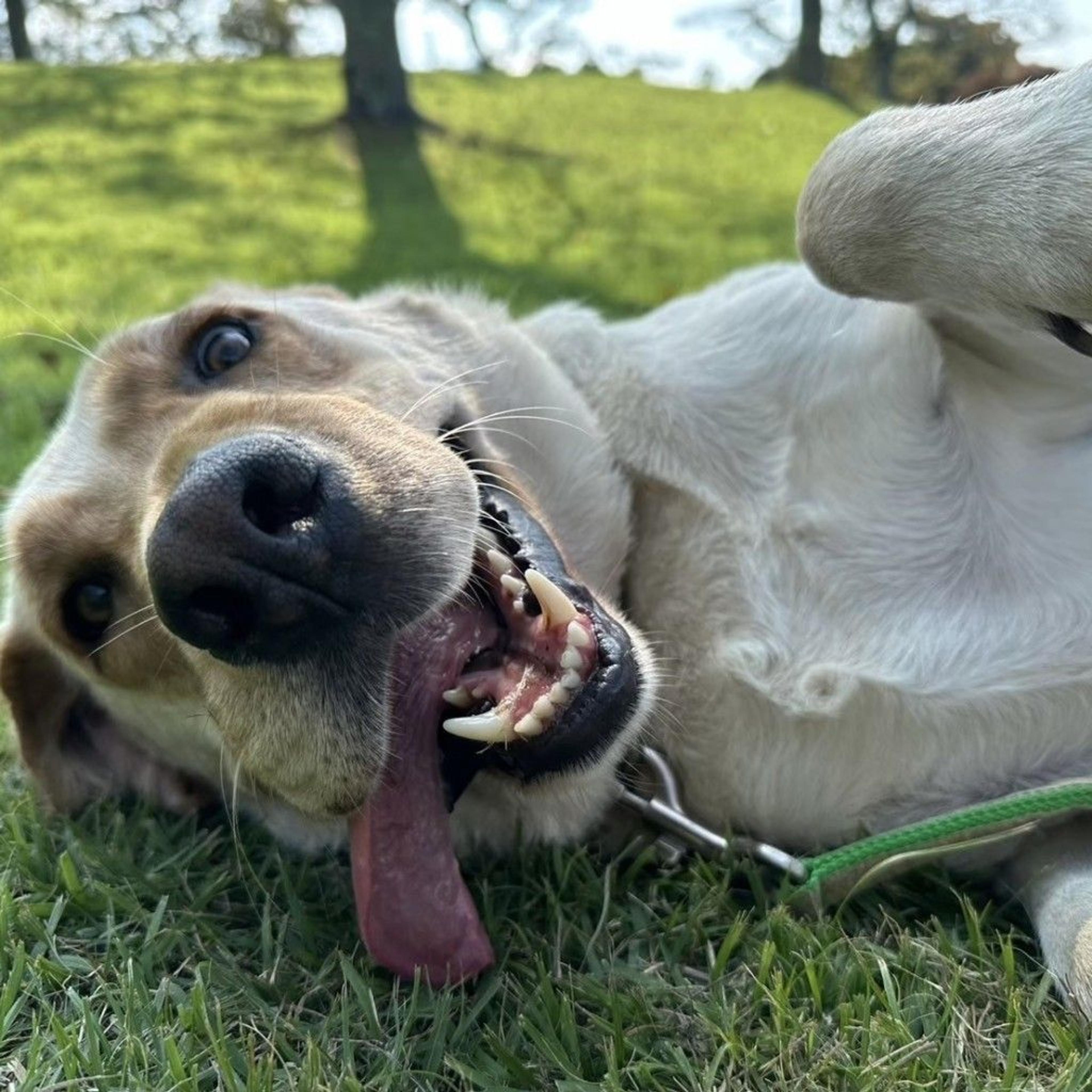 pet-image-3