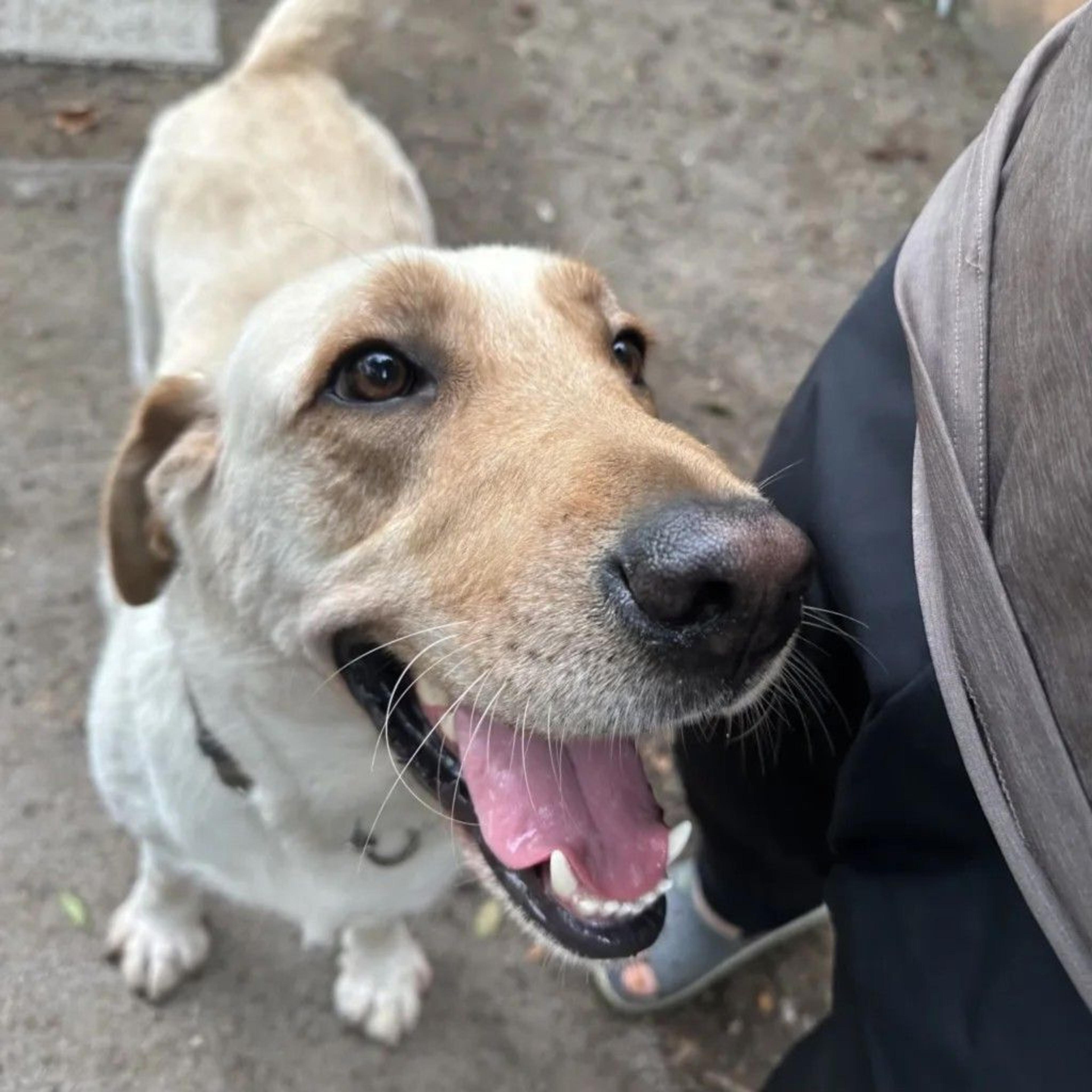 pet-image-6