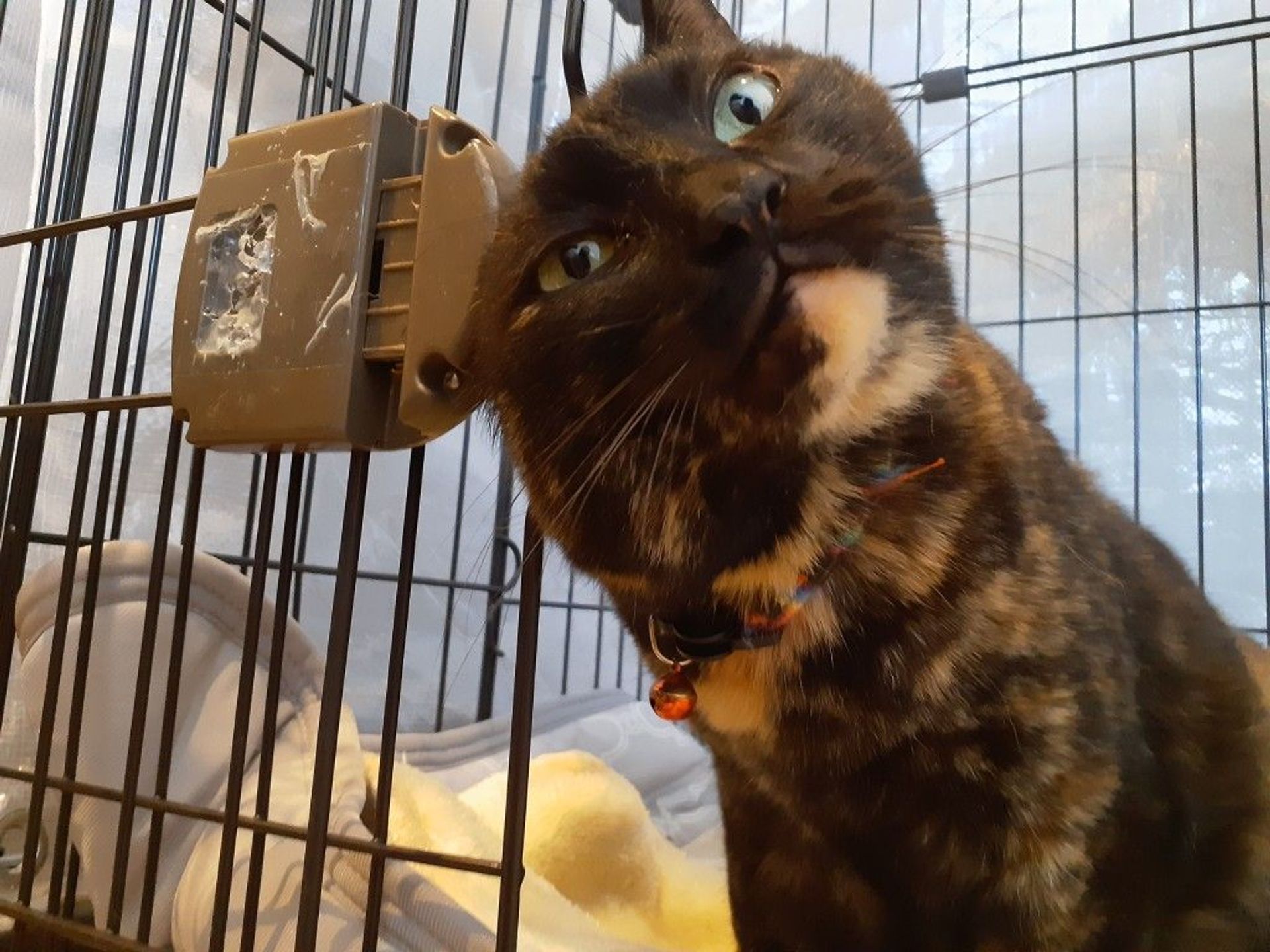 雑種（ミックス猫）・メスの里親募集の写真