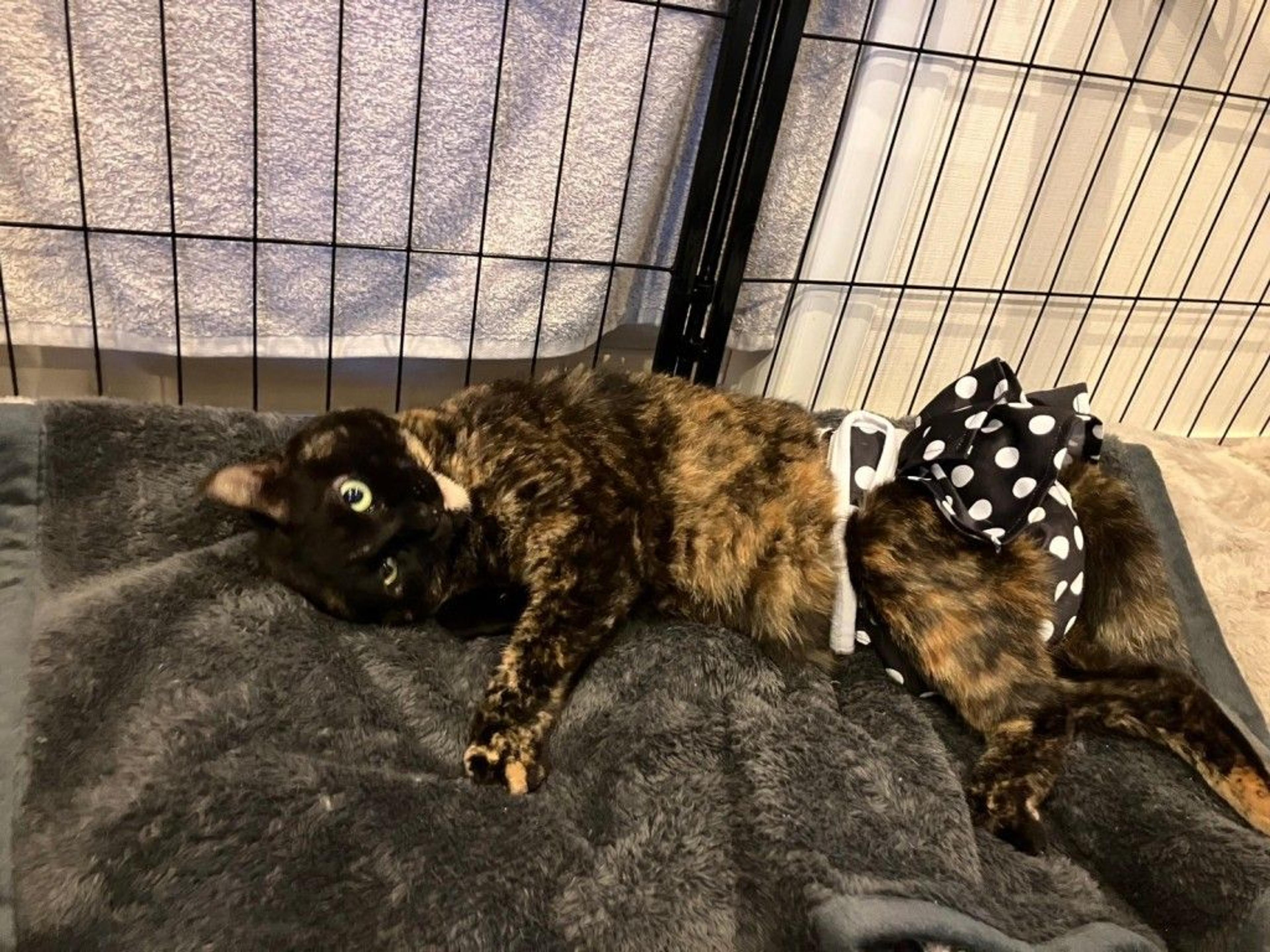 pet-image-5