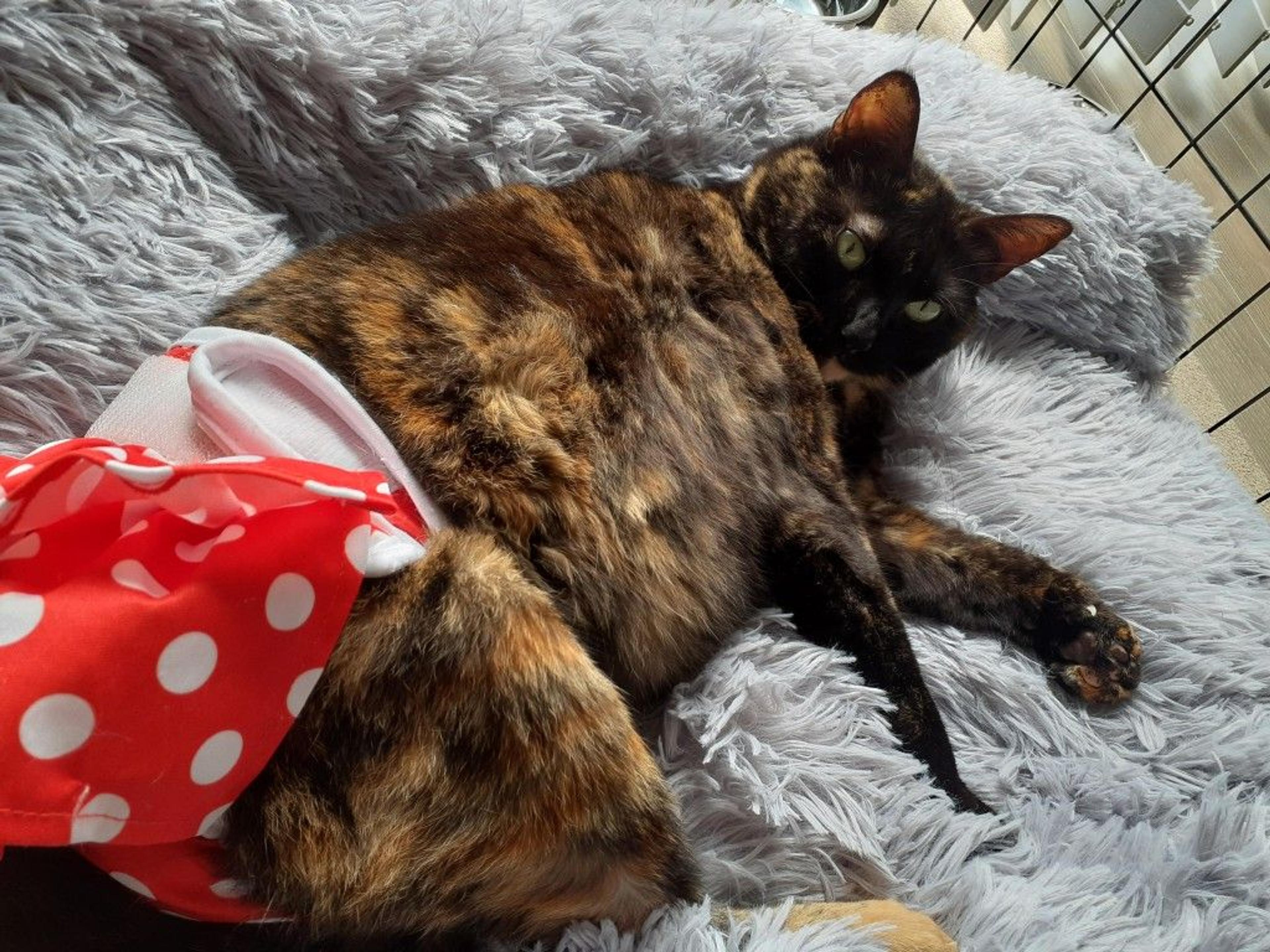 pet-image-8