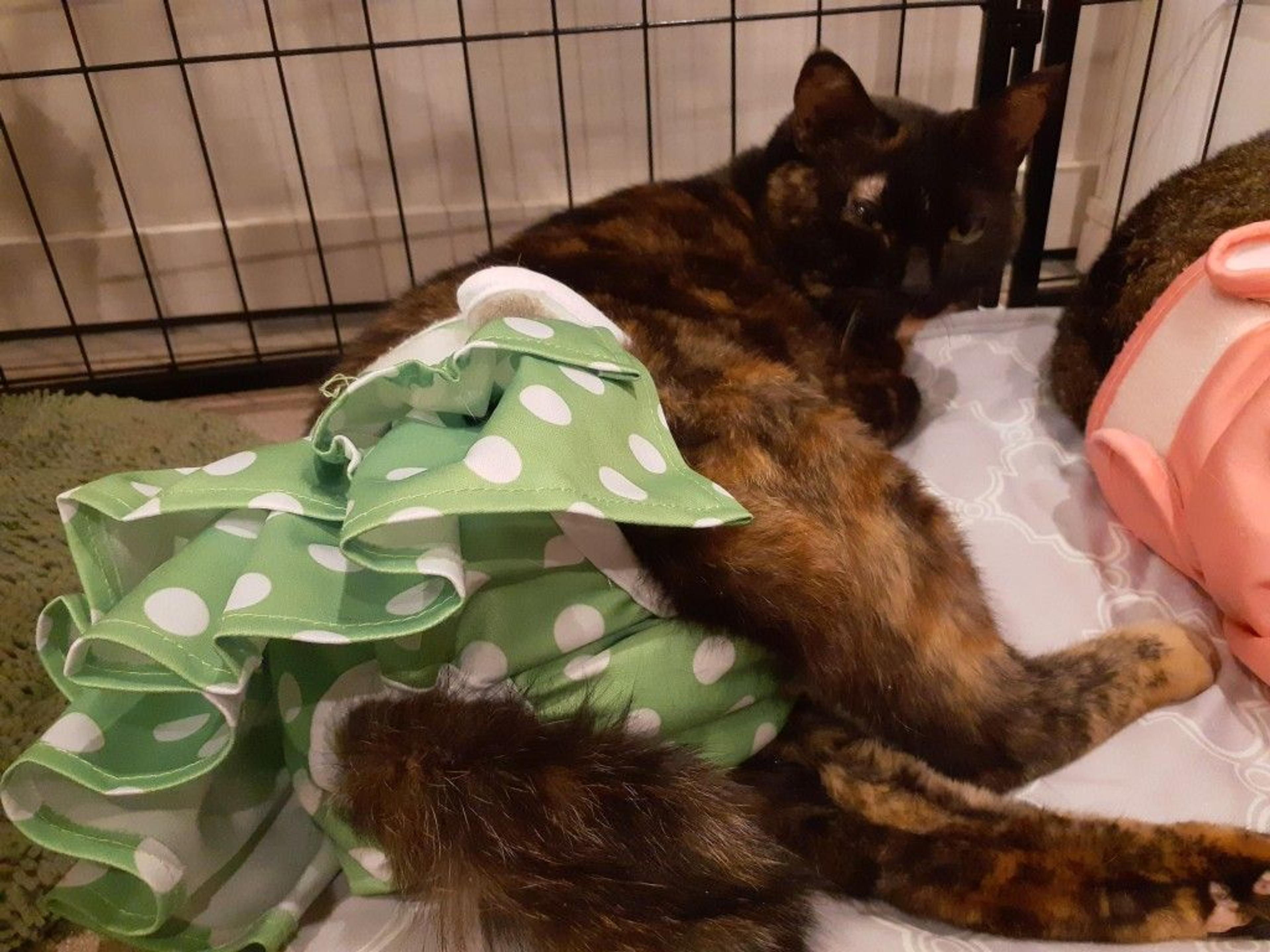 pet-image-9